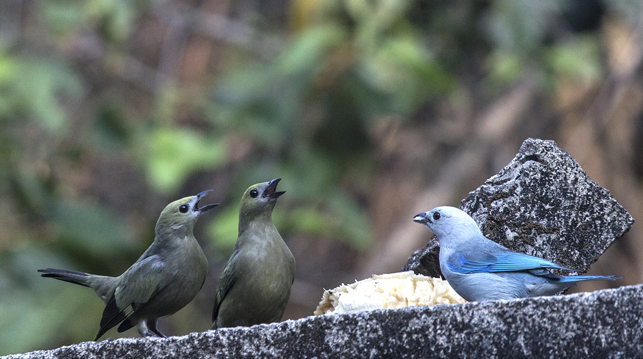 Birdwatching Breakfast