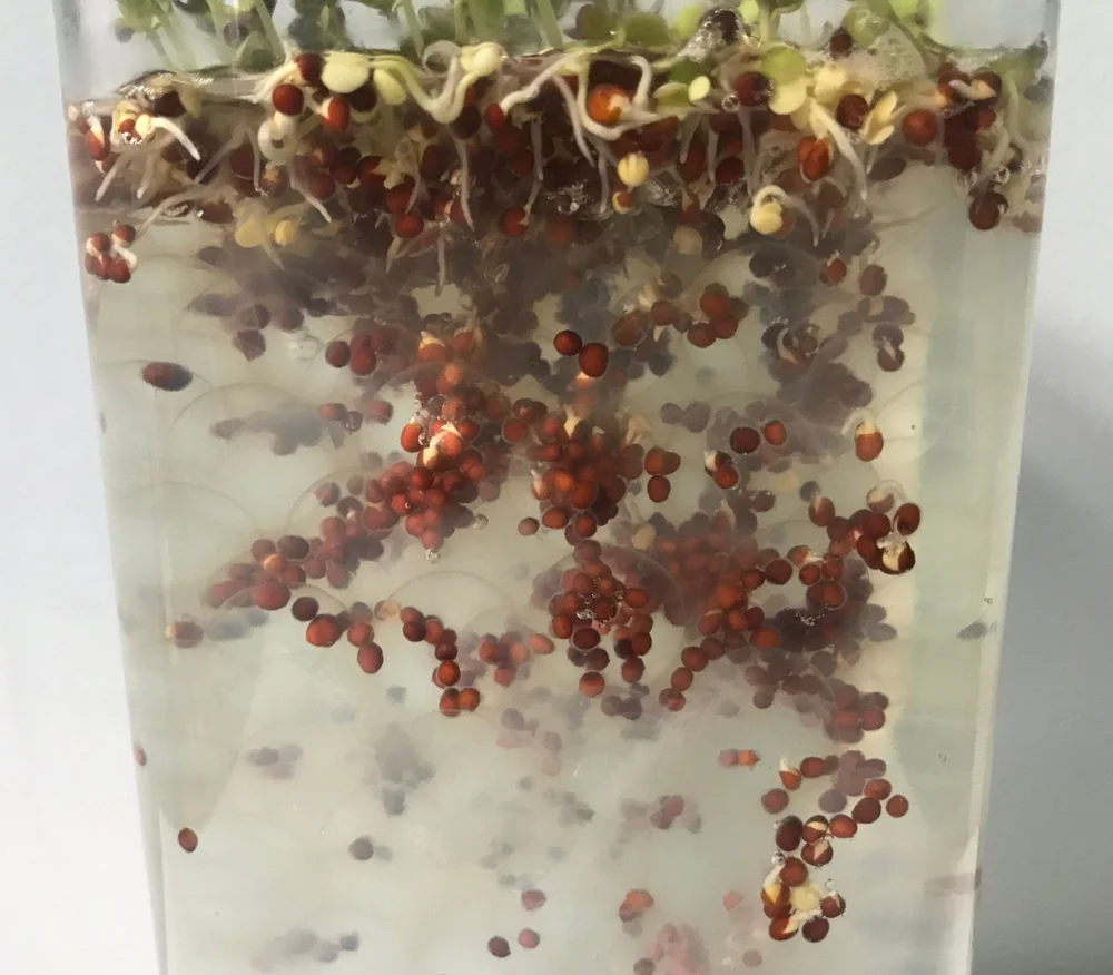 Structure of Nature — alexandra carr mrss