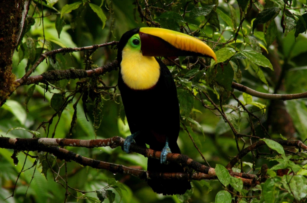 Toucan.jpg