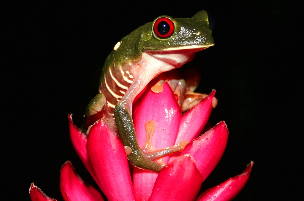 red eyed tree frog1.jpg