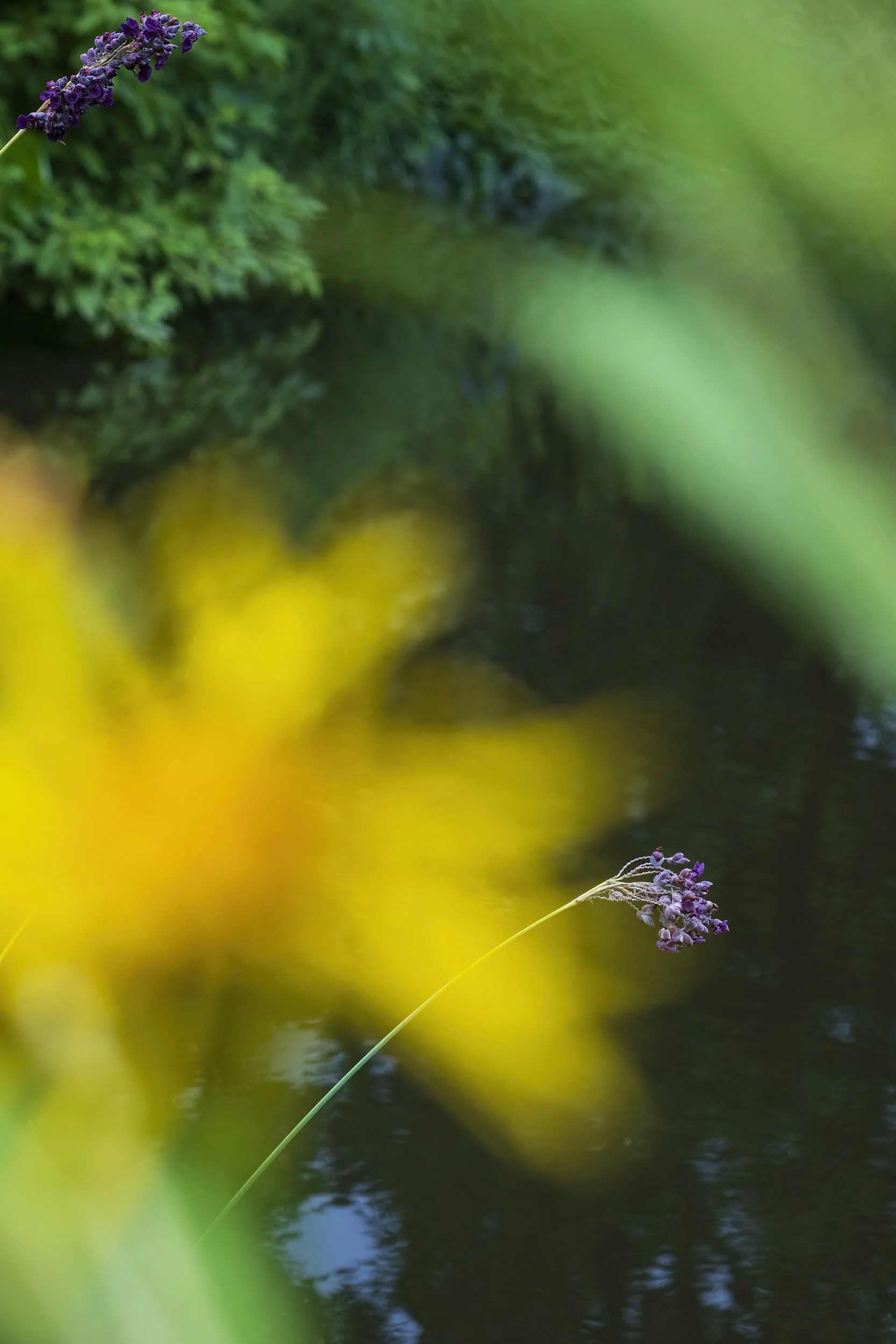 Veiled in Bloom