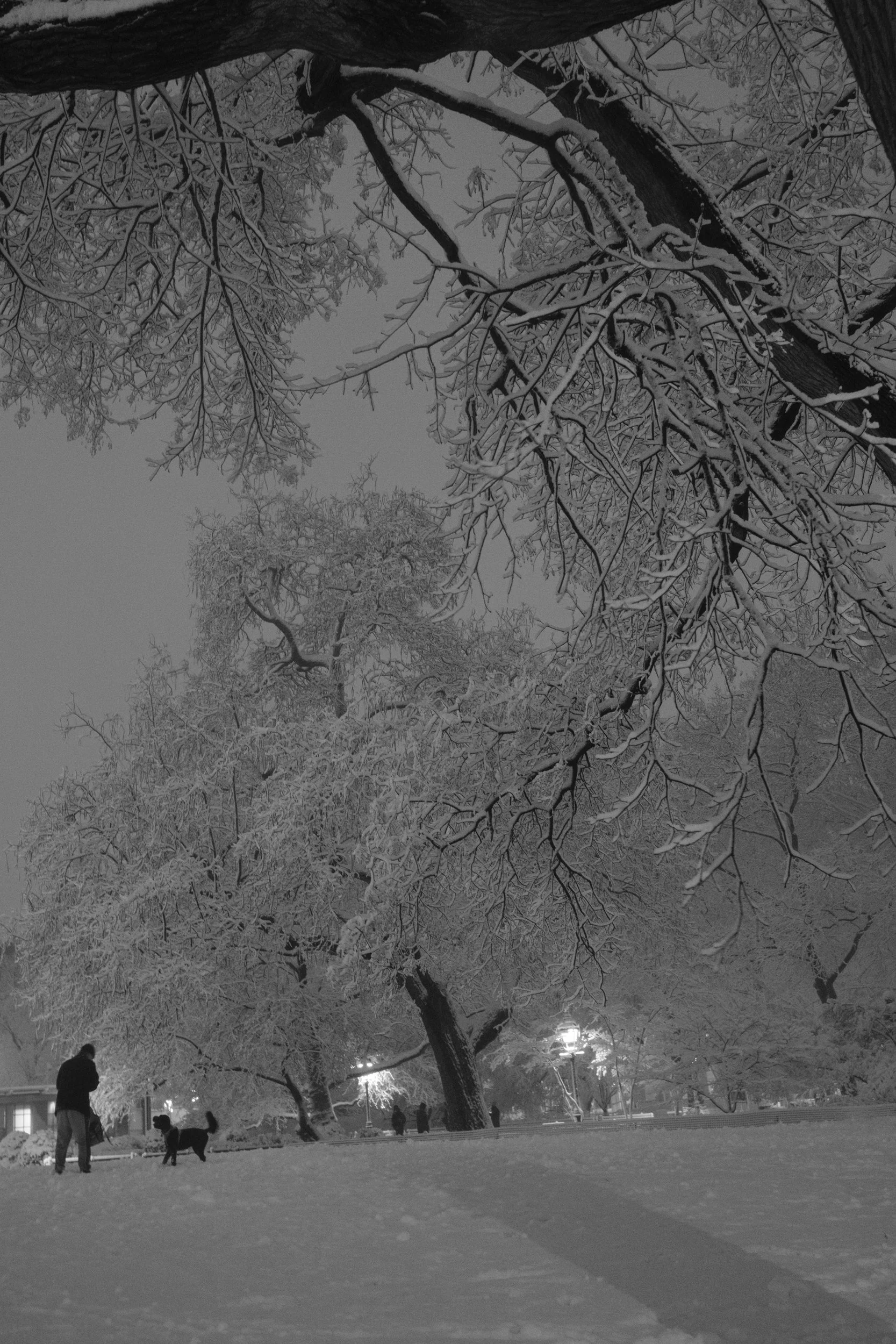 Still, in the Blizzard