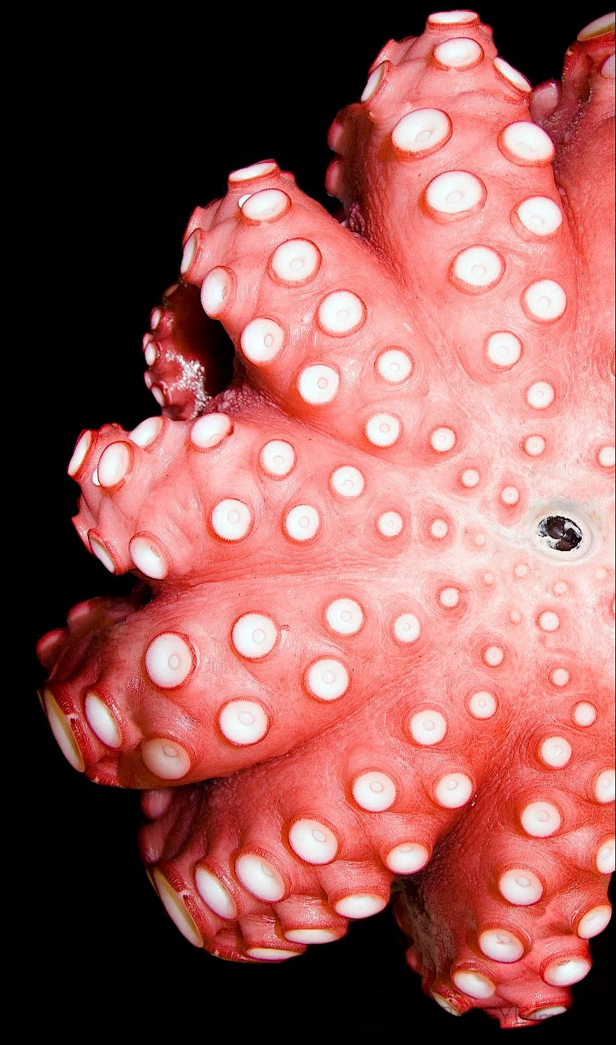 Textures Portfolio © Jamie Marshall