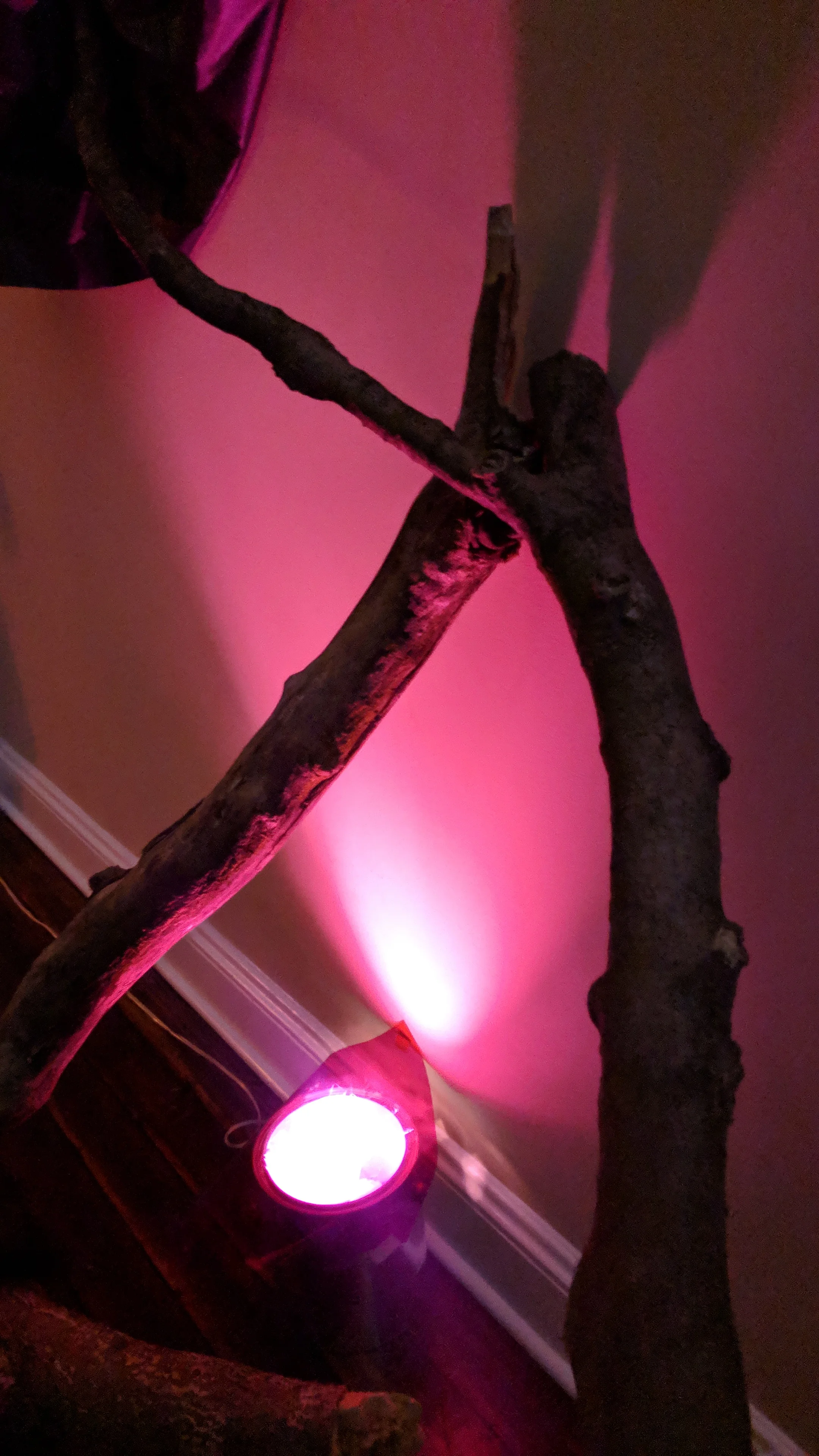 Catharsis 2019 Part of the installation for the performance