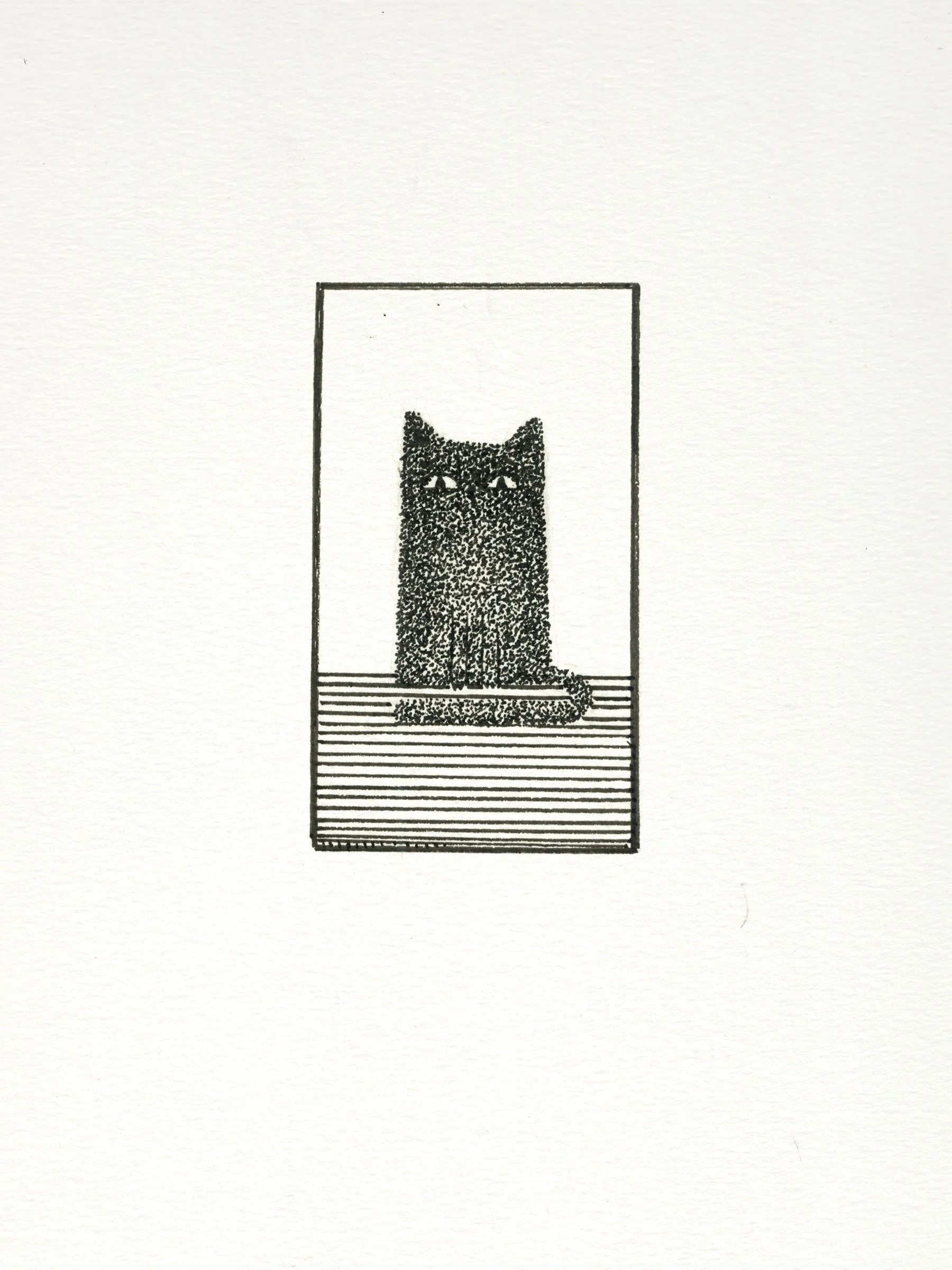 newcat2.jpg
