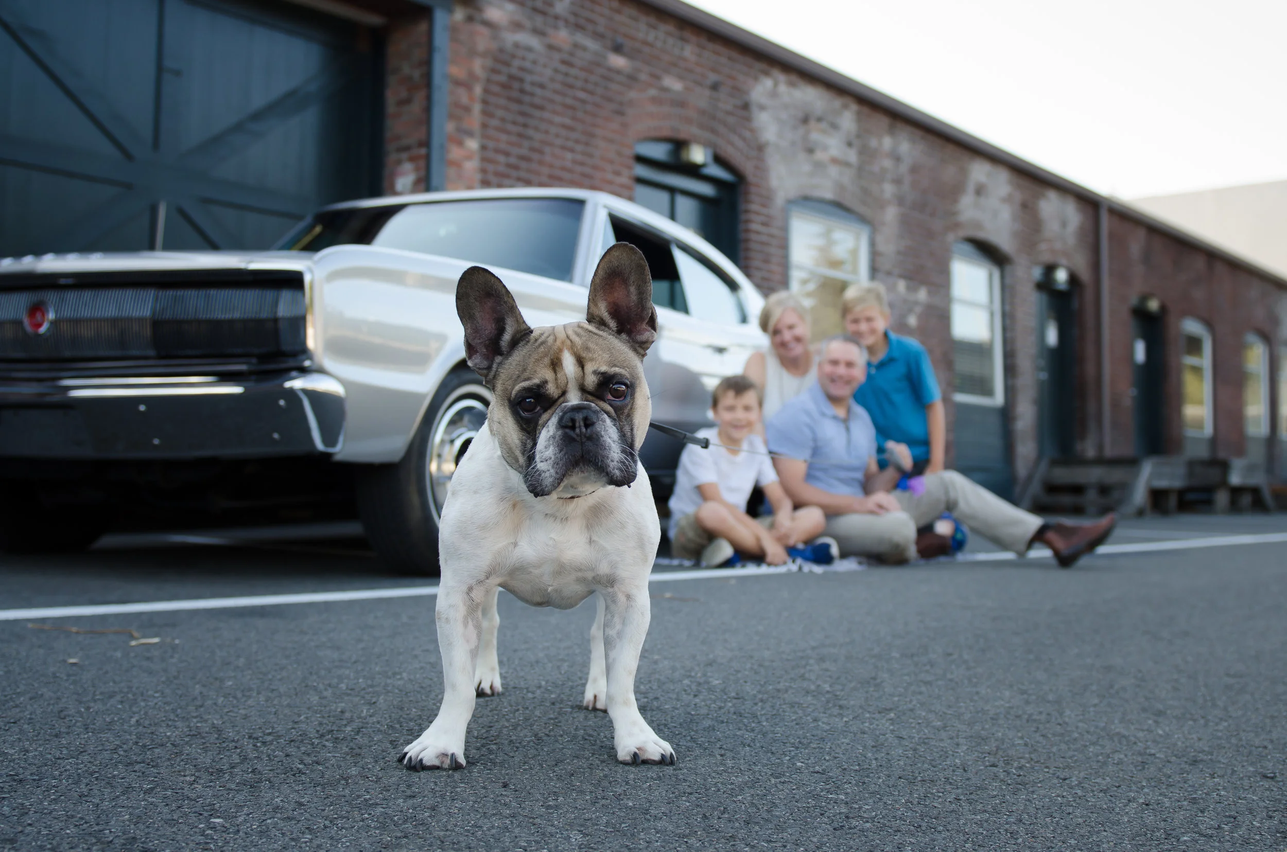french bulldog b