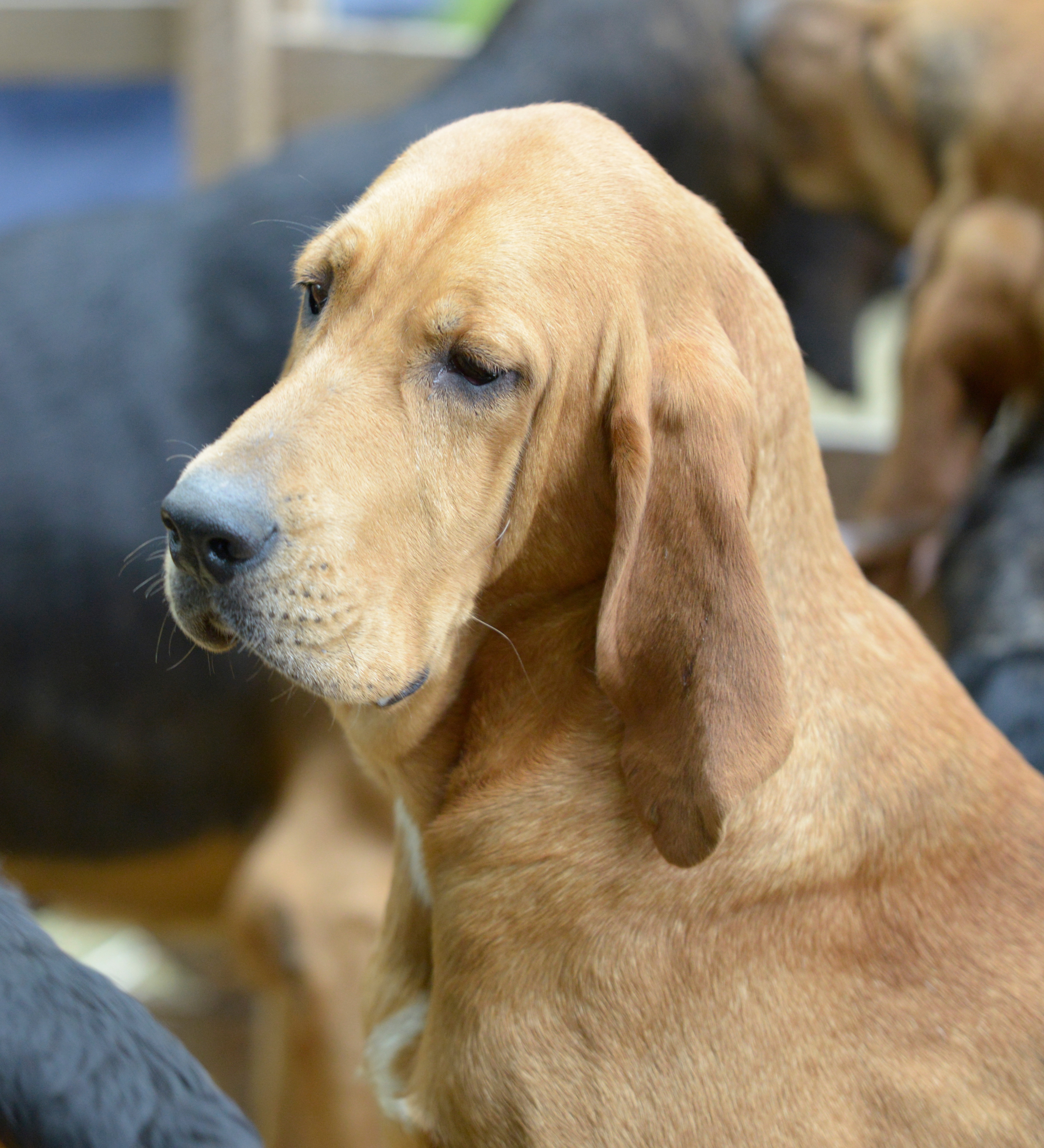 South Downs Bloodhound at the Alresford Show 2015