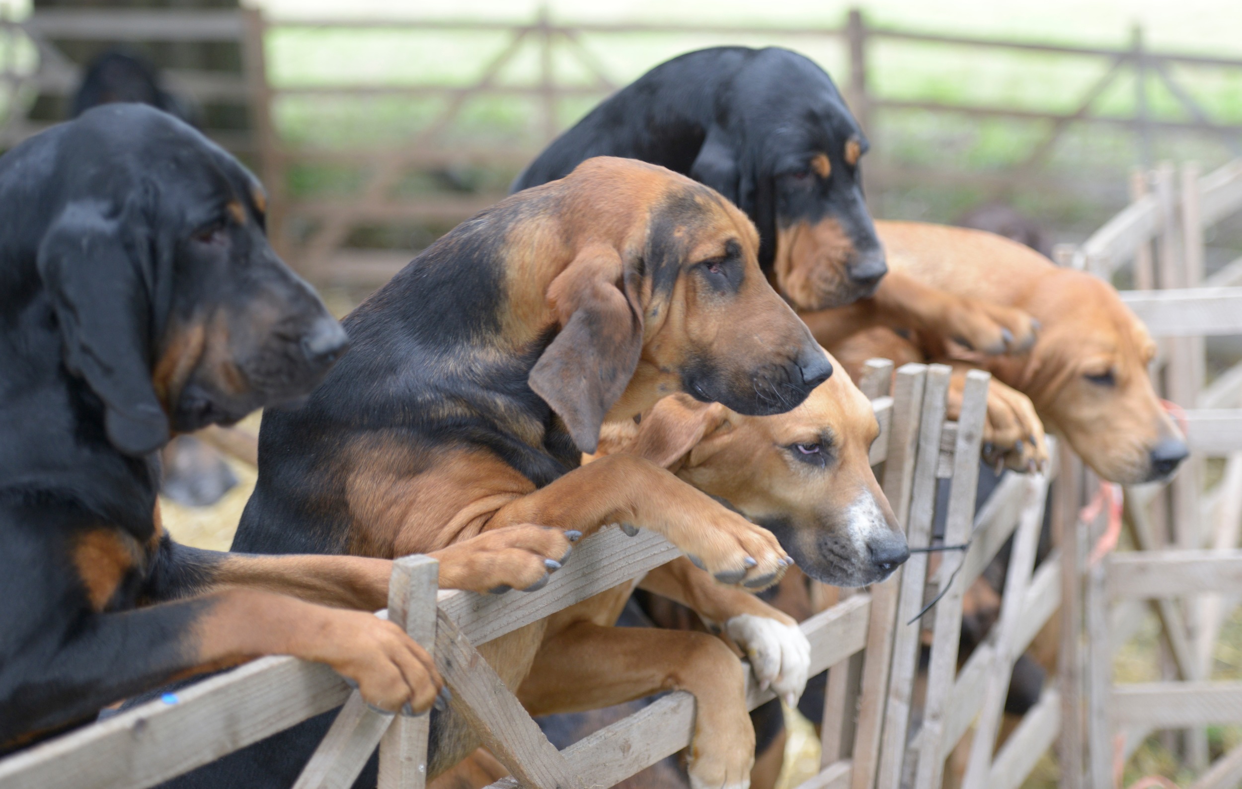 Scrambling for attention. heavenly expressions - and those paws are just amazing..... Can't wait to draw them. South downs Bloodhounds