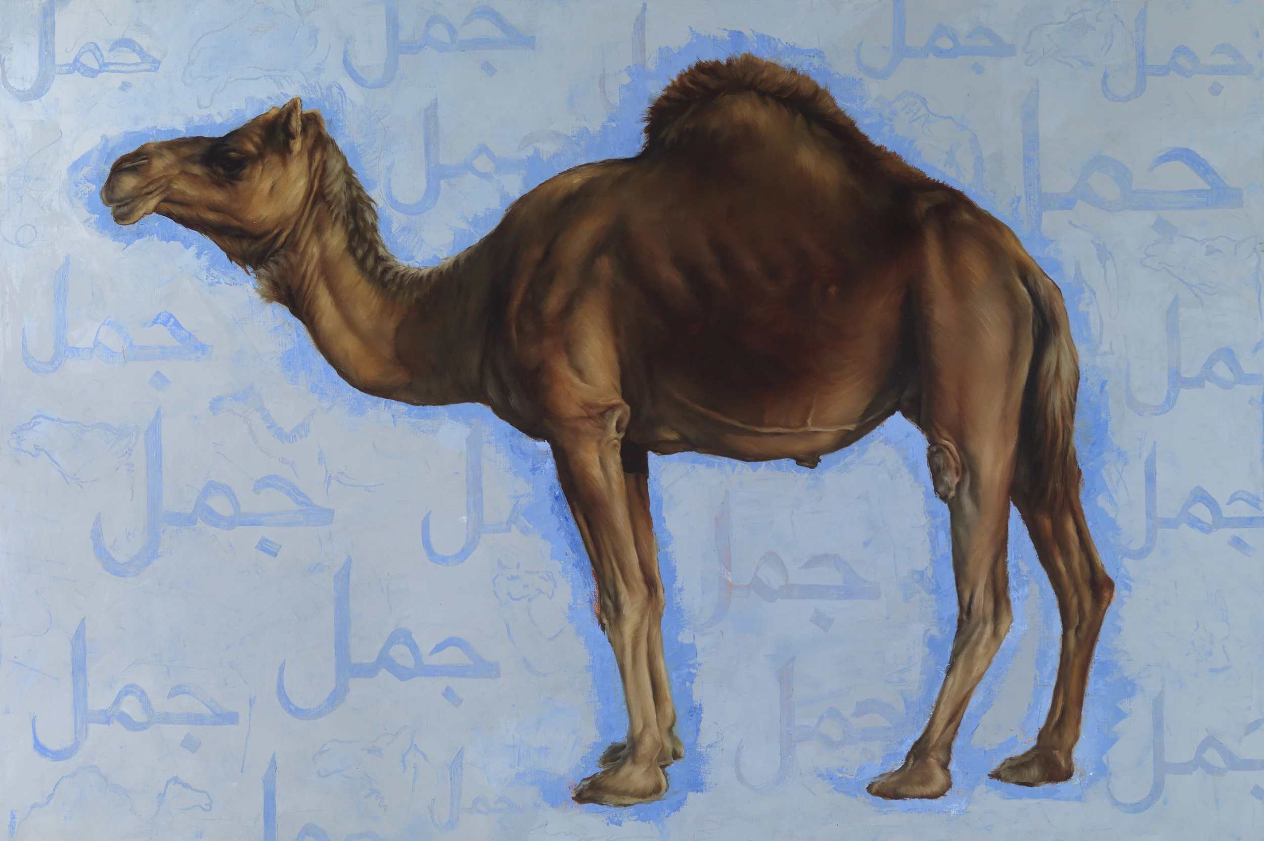 Camel_100x150_3903.jpg