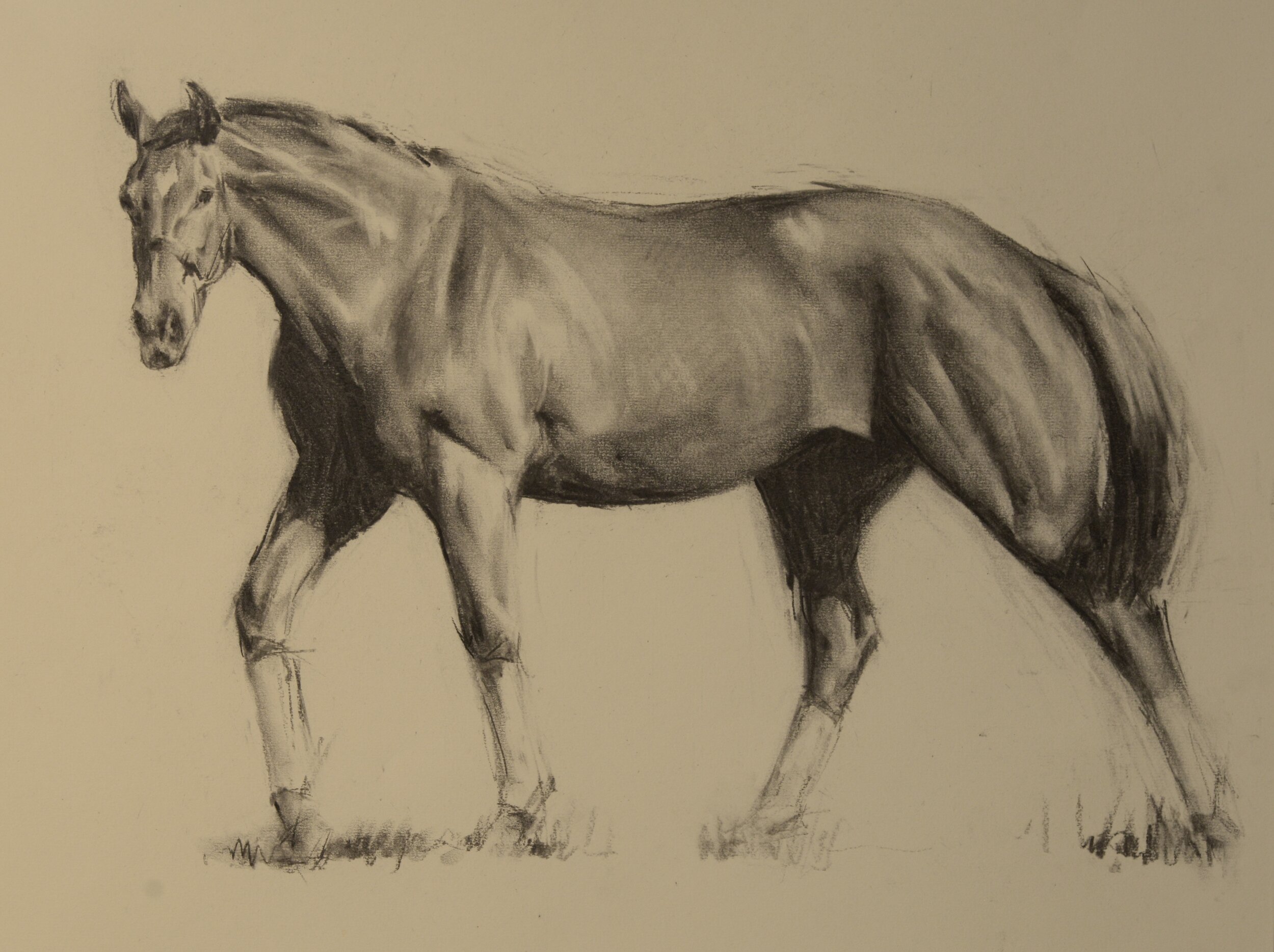 Horse Sketch 9