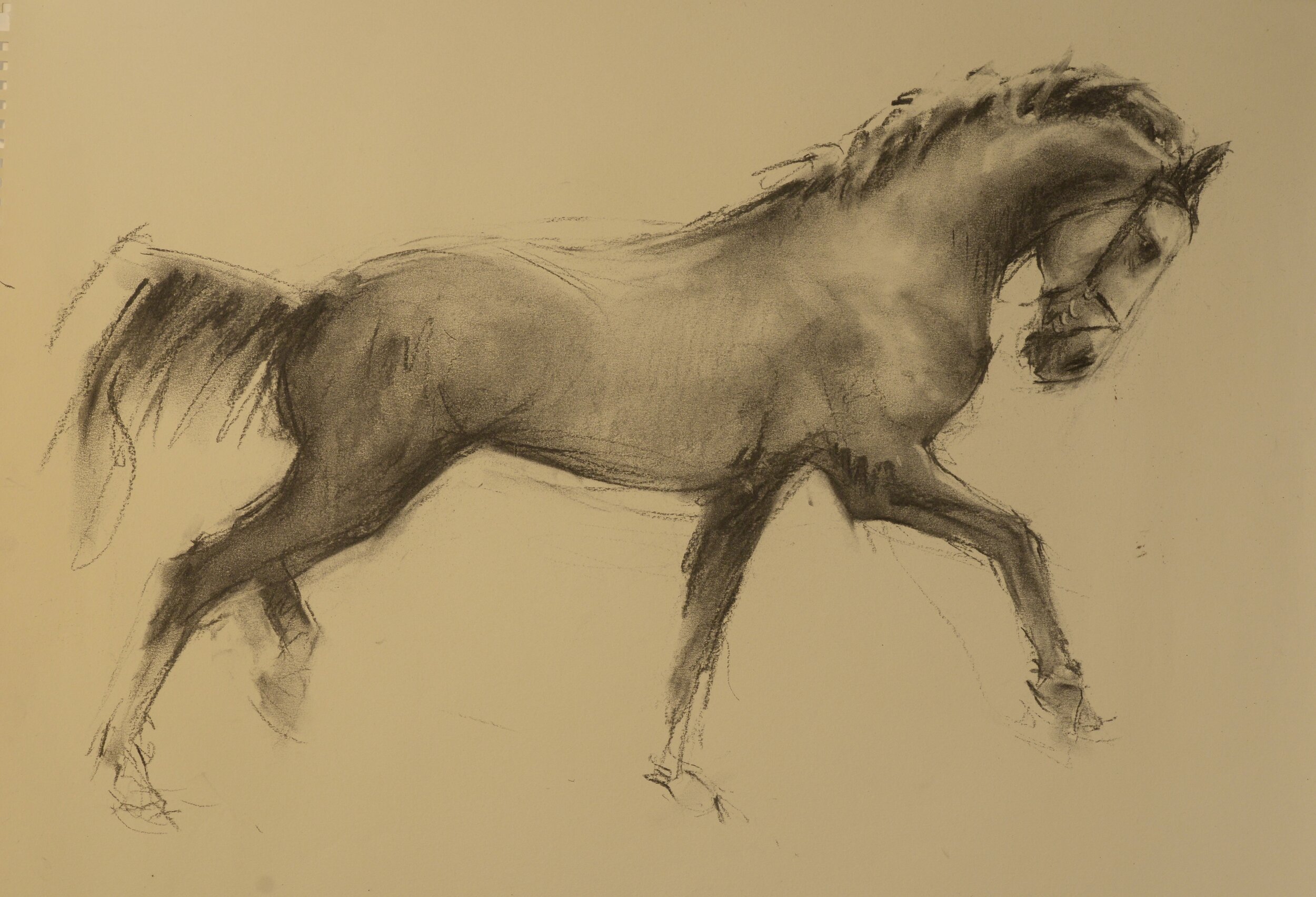 Horse Sketch 2