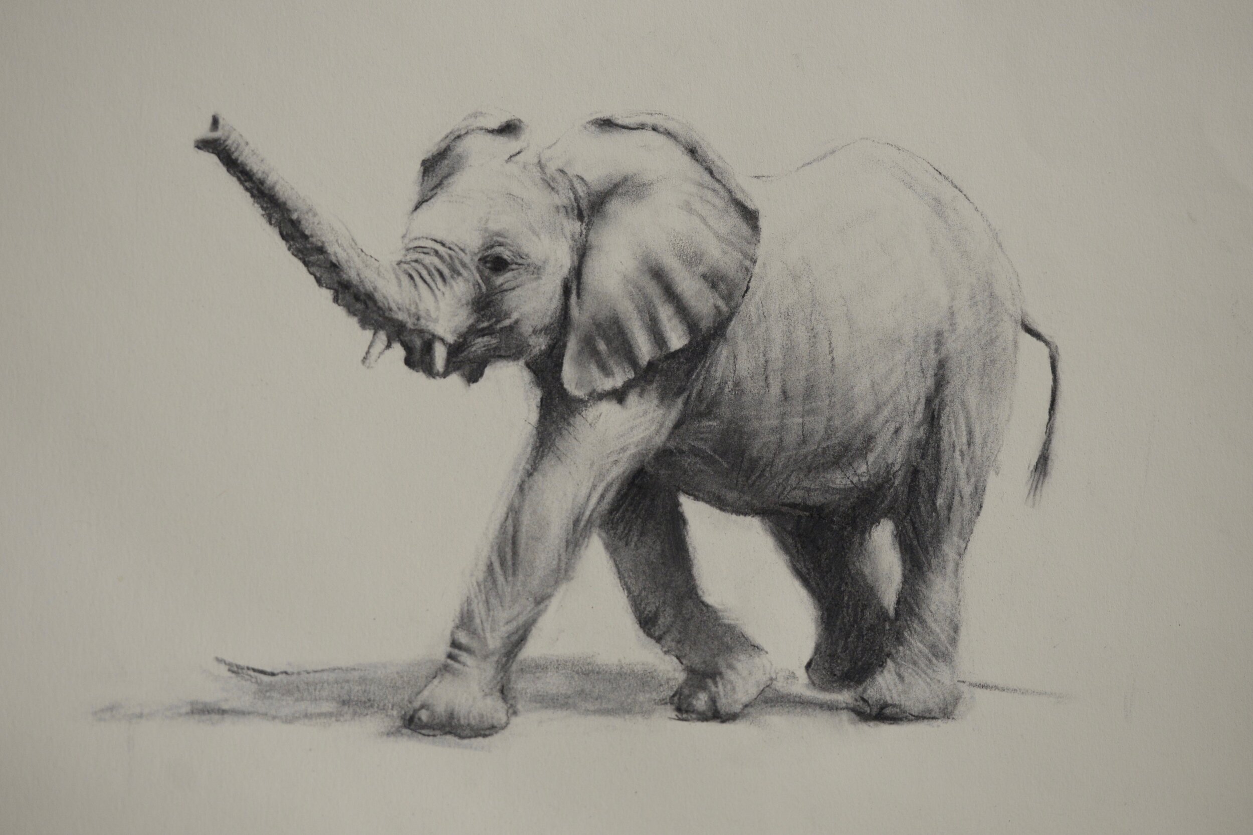 Elephant Sketch 1