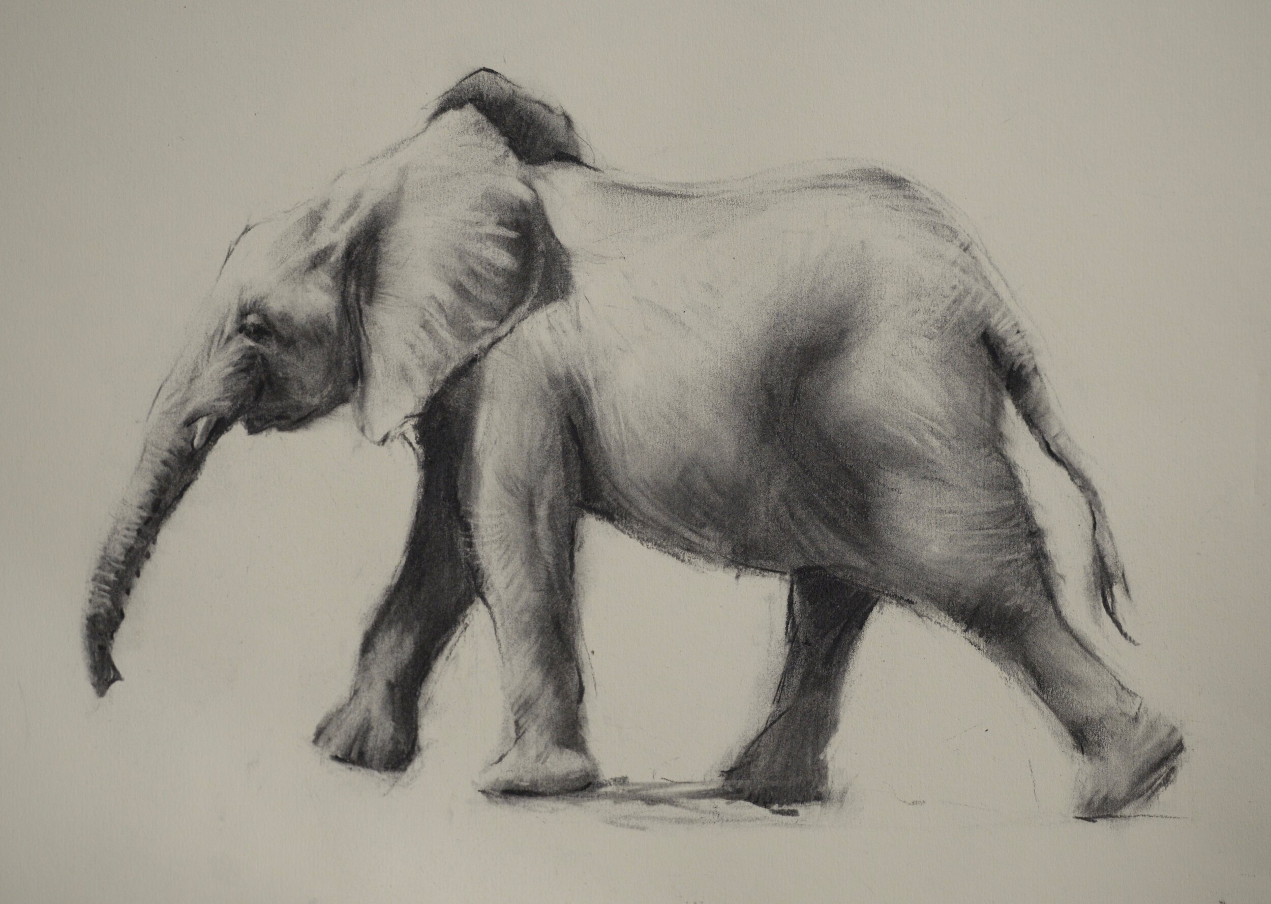 Elephant Sketch 2