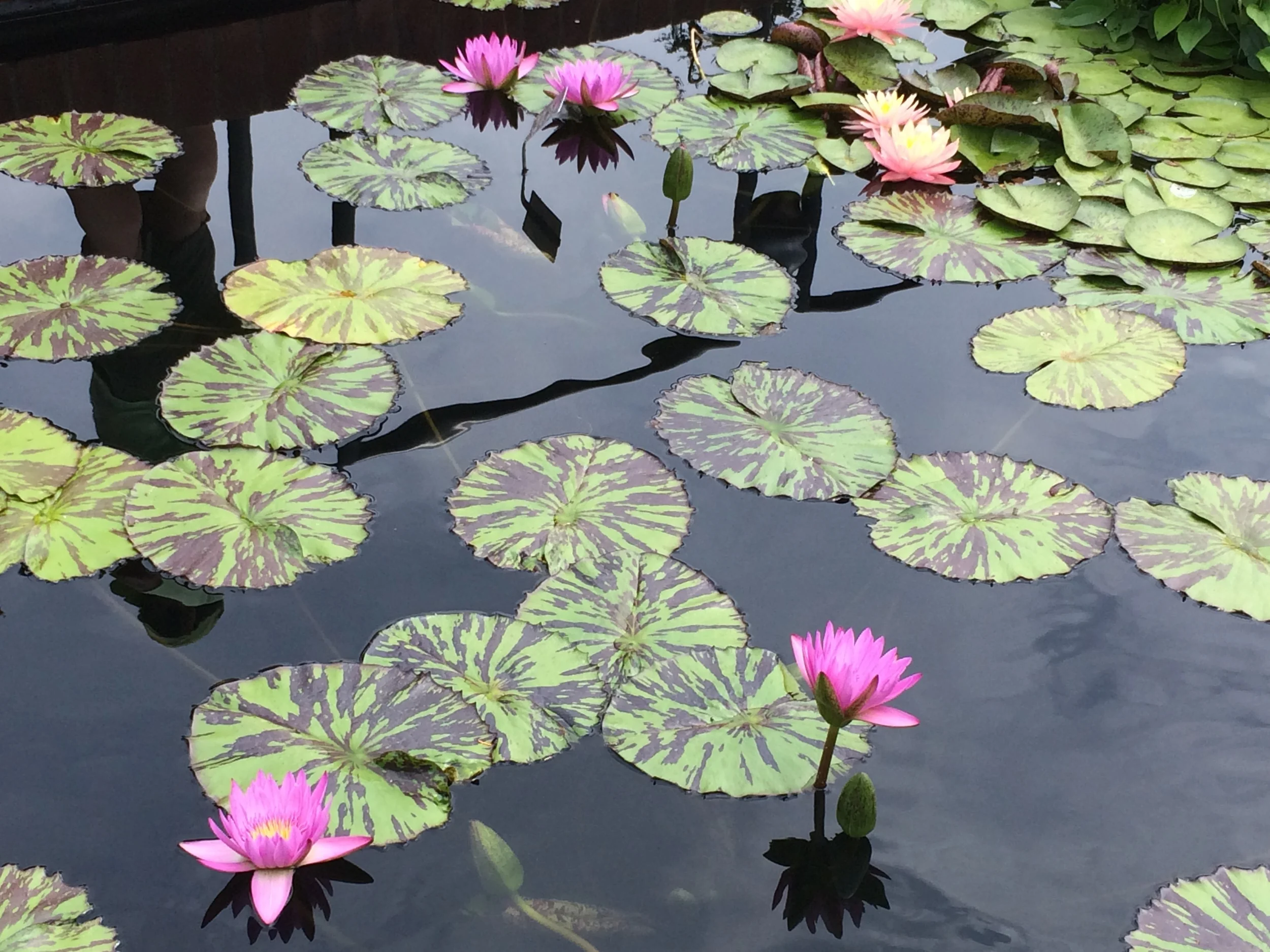 Chicago Botanical Gardens-- a jewel in our great city