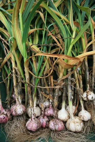 Copy of freshly picked garlic