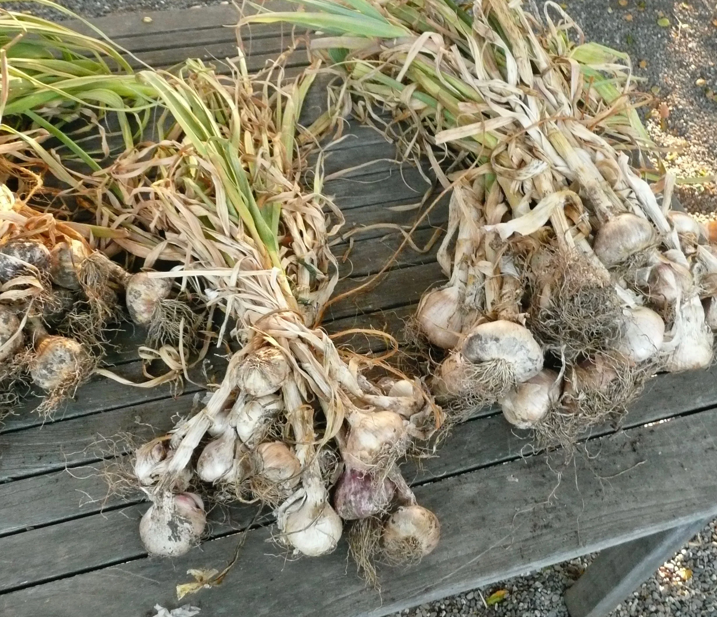 Copy of garlic drying in the garden