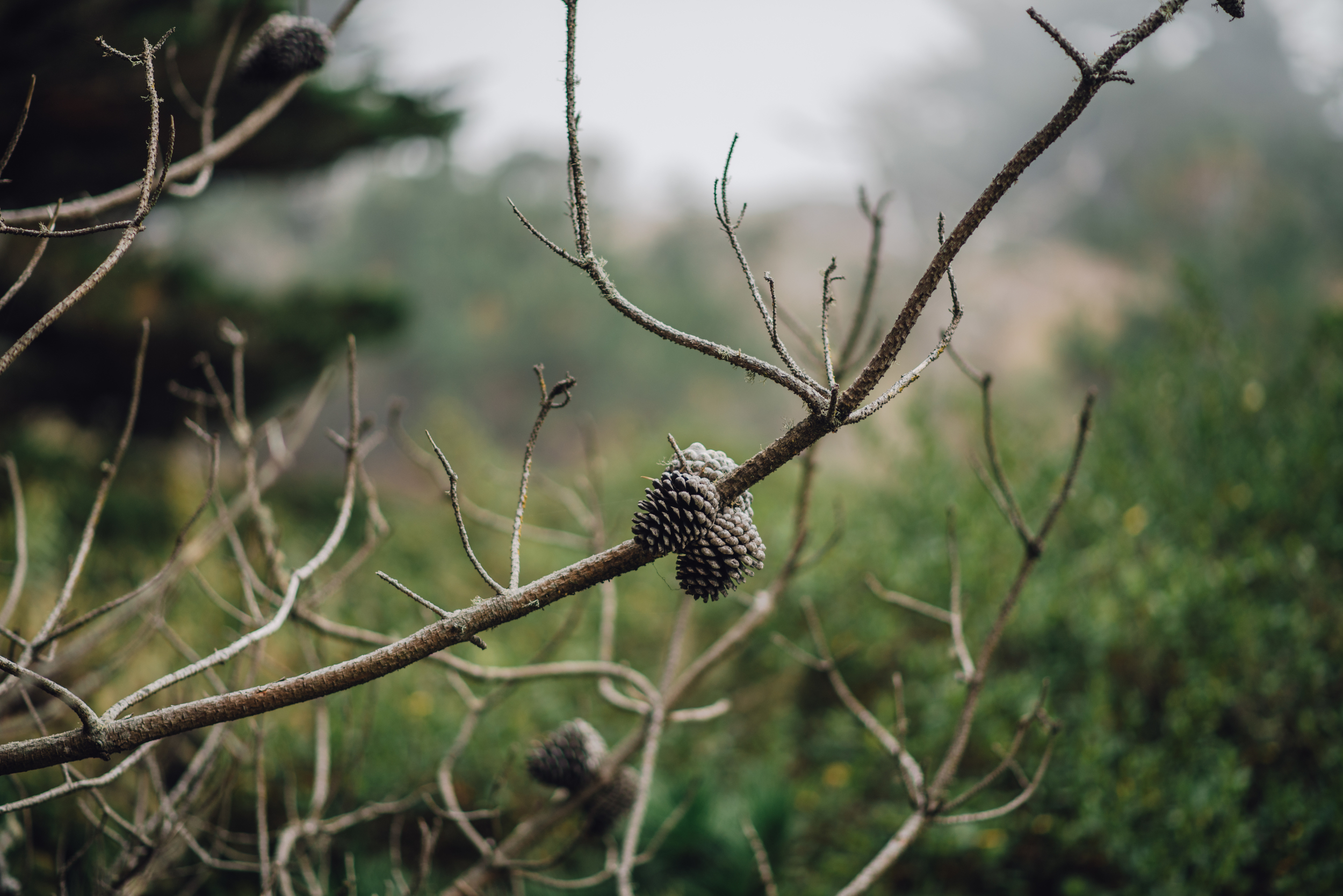 Main and Simple Photography_2015_M+B_bigsur-380.jpg