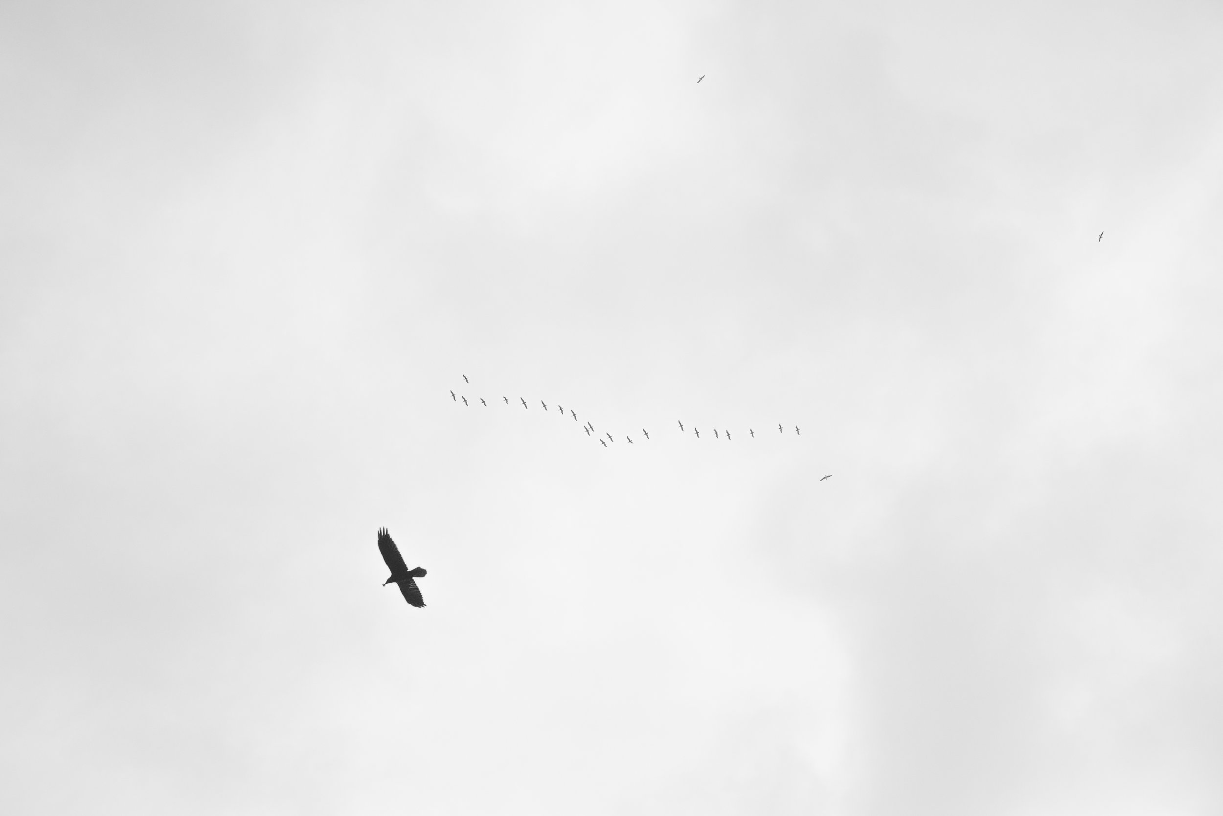 SD_Bird_Bright_Fade.jpg