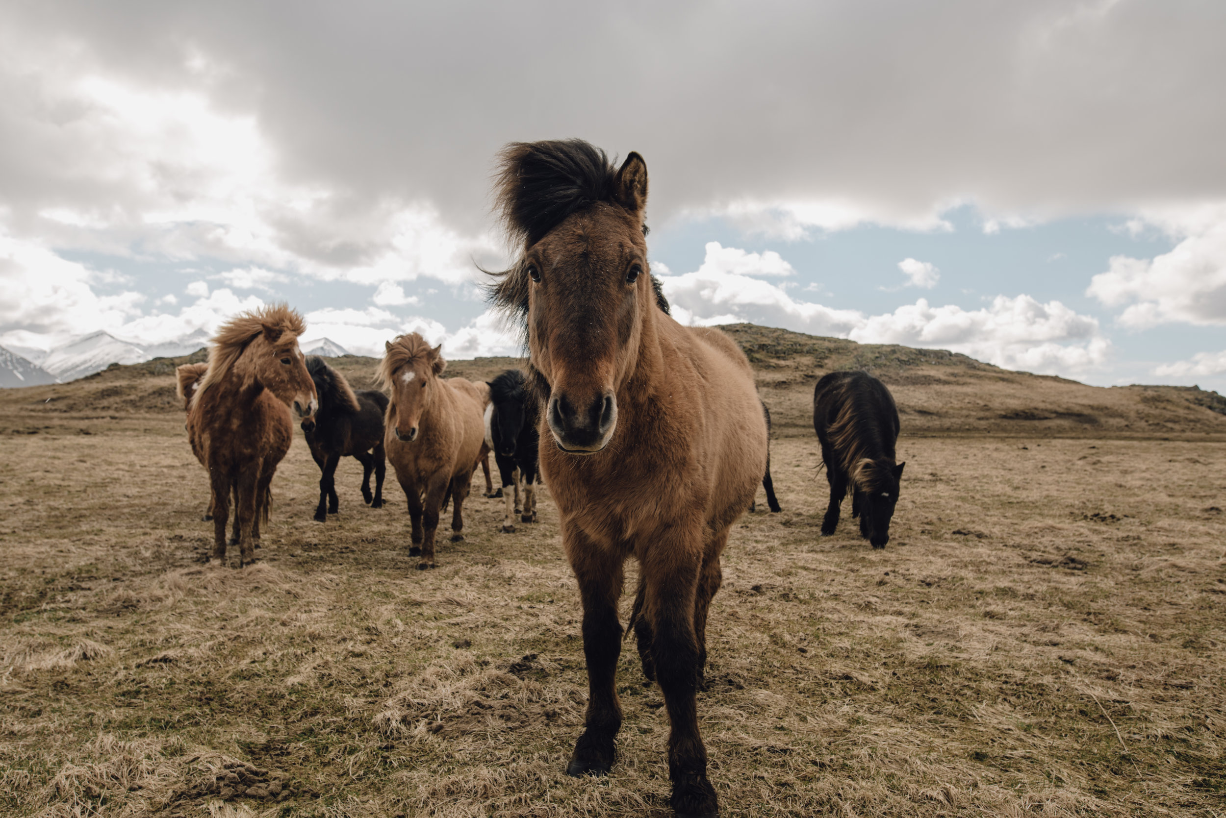 Main and Simple Photography_2017_Travel_April_ICELAND0412-28.jpg