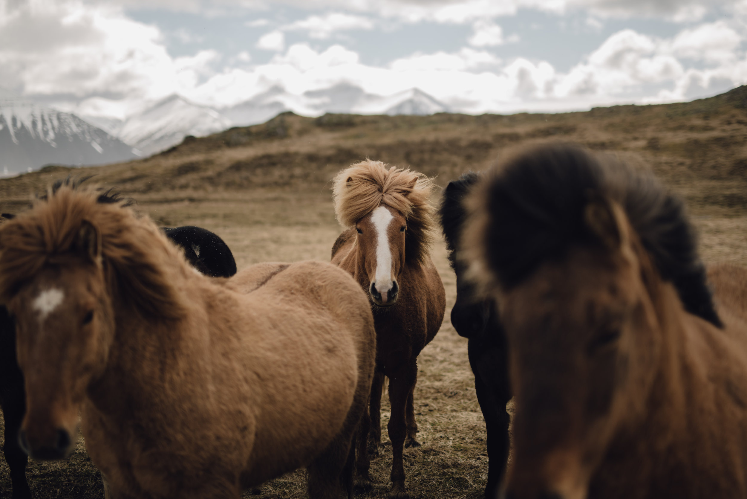 Main and Simple Photography_2017_Travel_April_ICELAND0412-32.jpg