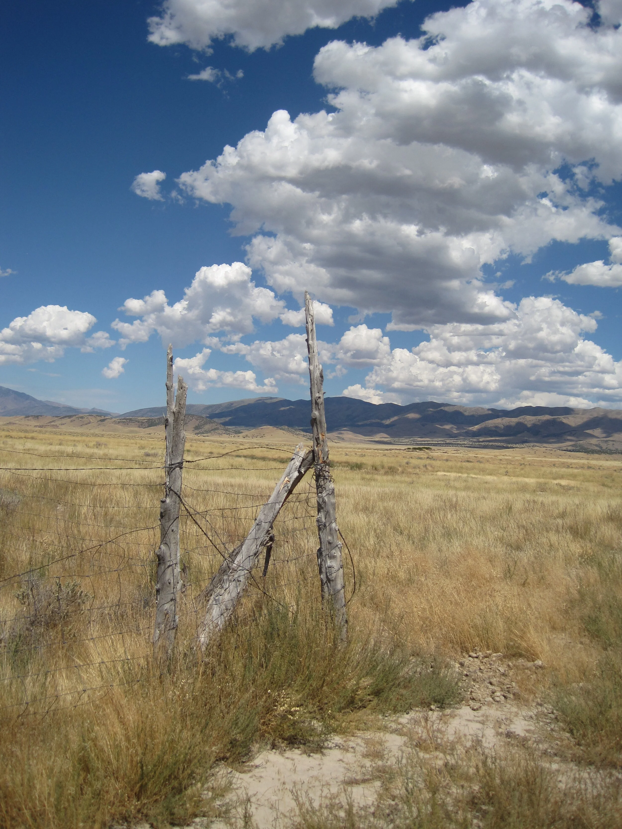 How to Apply for a Tenure-Track Faculty Job in Ecology