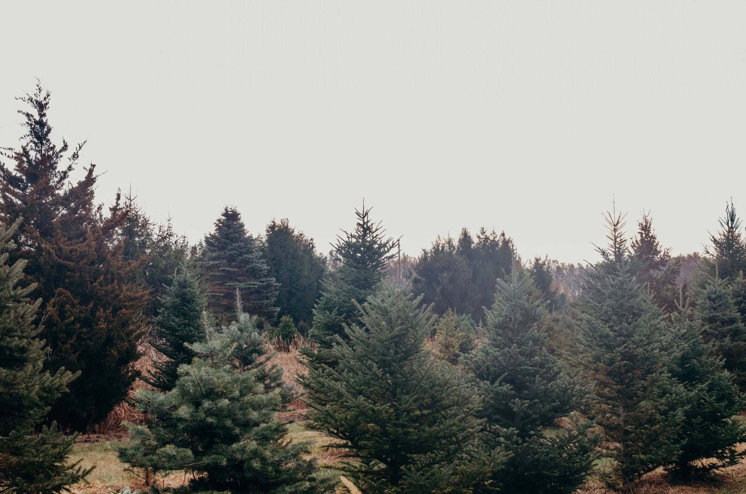 Wendling_Boyd_Tree_Hunt_2017-16.jpg