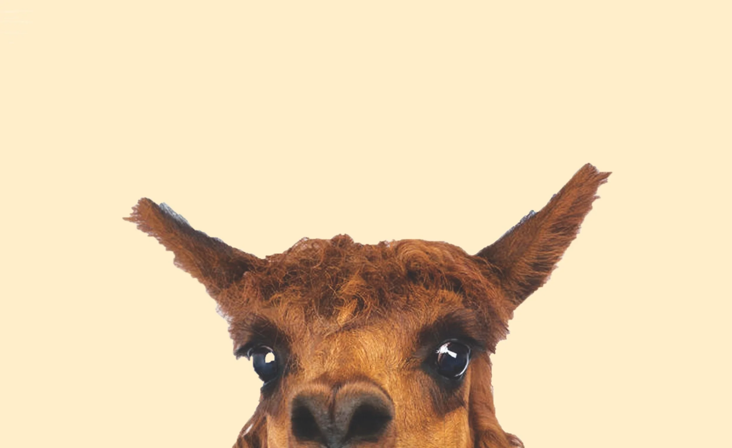 ALPACA.jpg