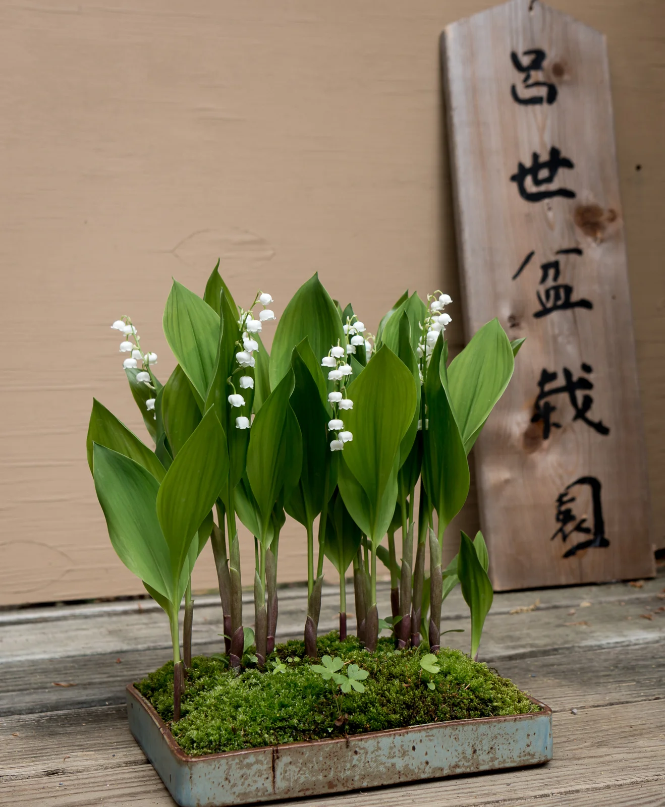 Convallaria majuscula (American lily-of-the-valley)