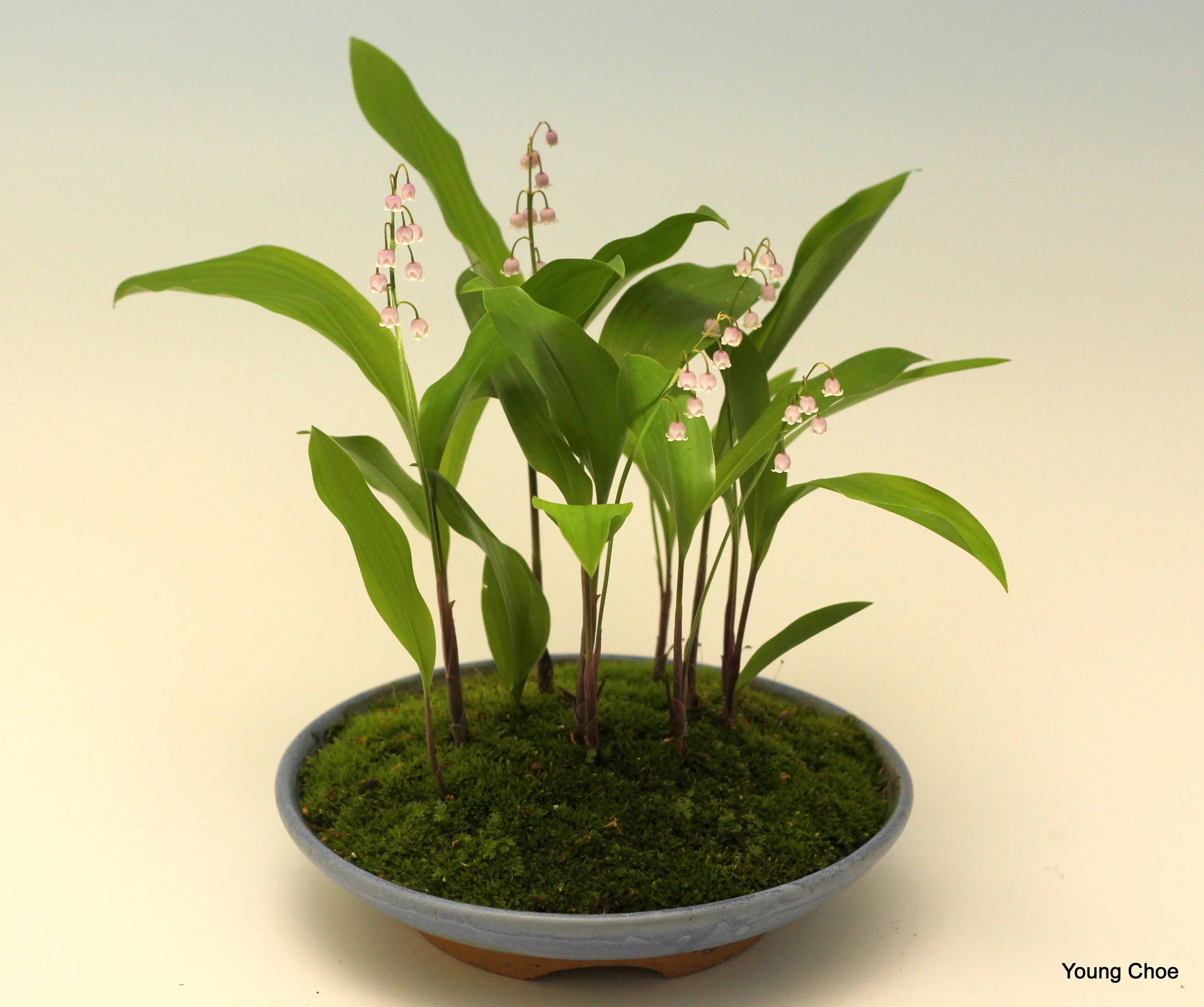   Convallaria rosea (Pink lily-of-the-valley)  