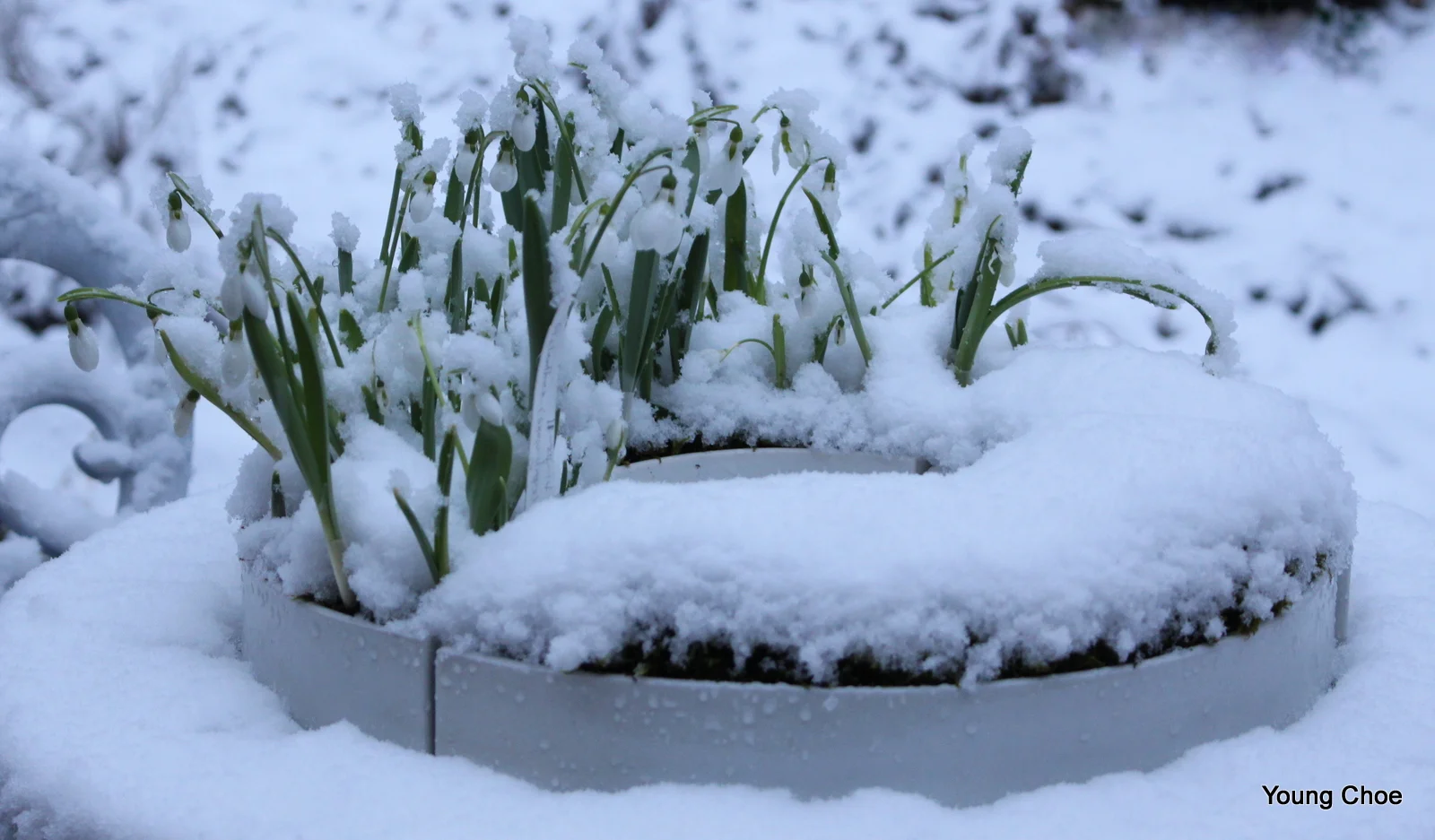   Galanthus nivalis  &nbsp;(  snowdrop  )  