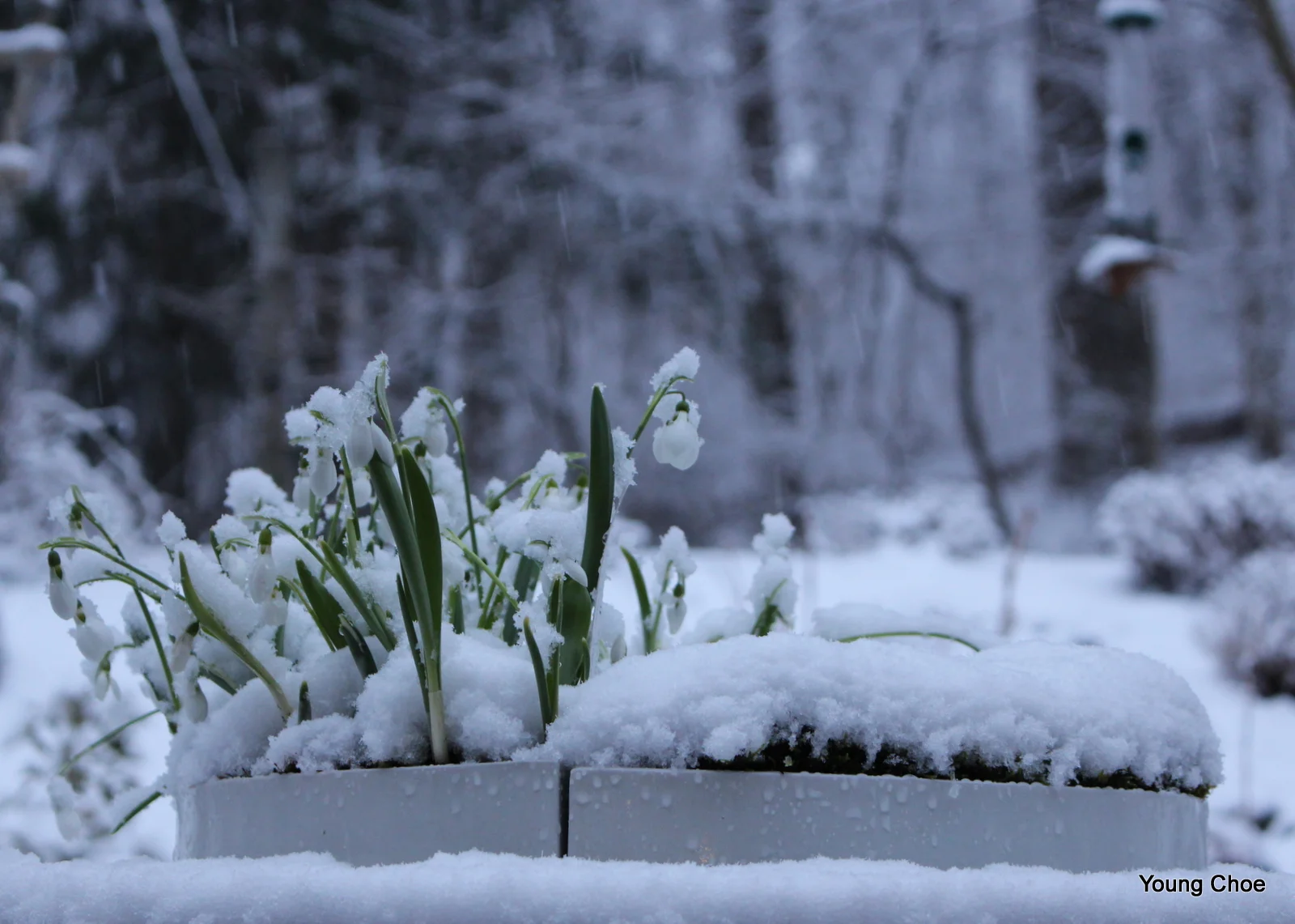  Galanthus nivalis  &nbsp;(  snowdrop  )  