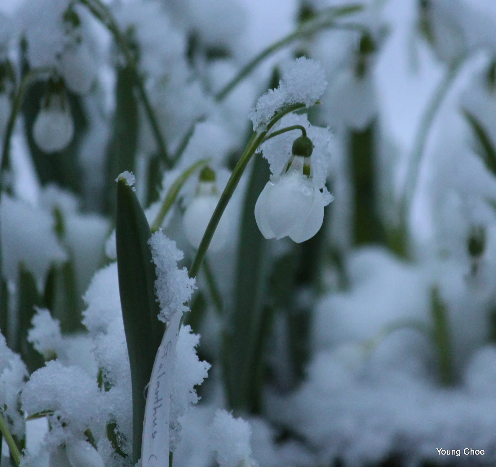   Galanthus nivalis  &nbsp;(  snowdrop  )  