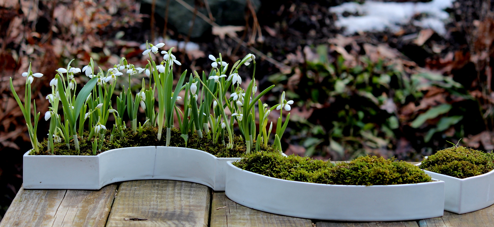   Galanthus nivalis  &nbsp;(  snowdrop  )  