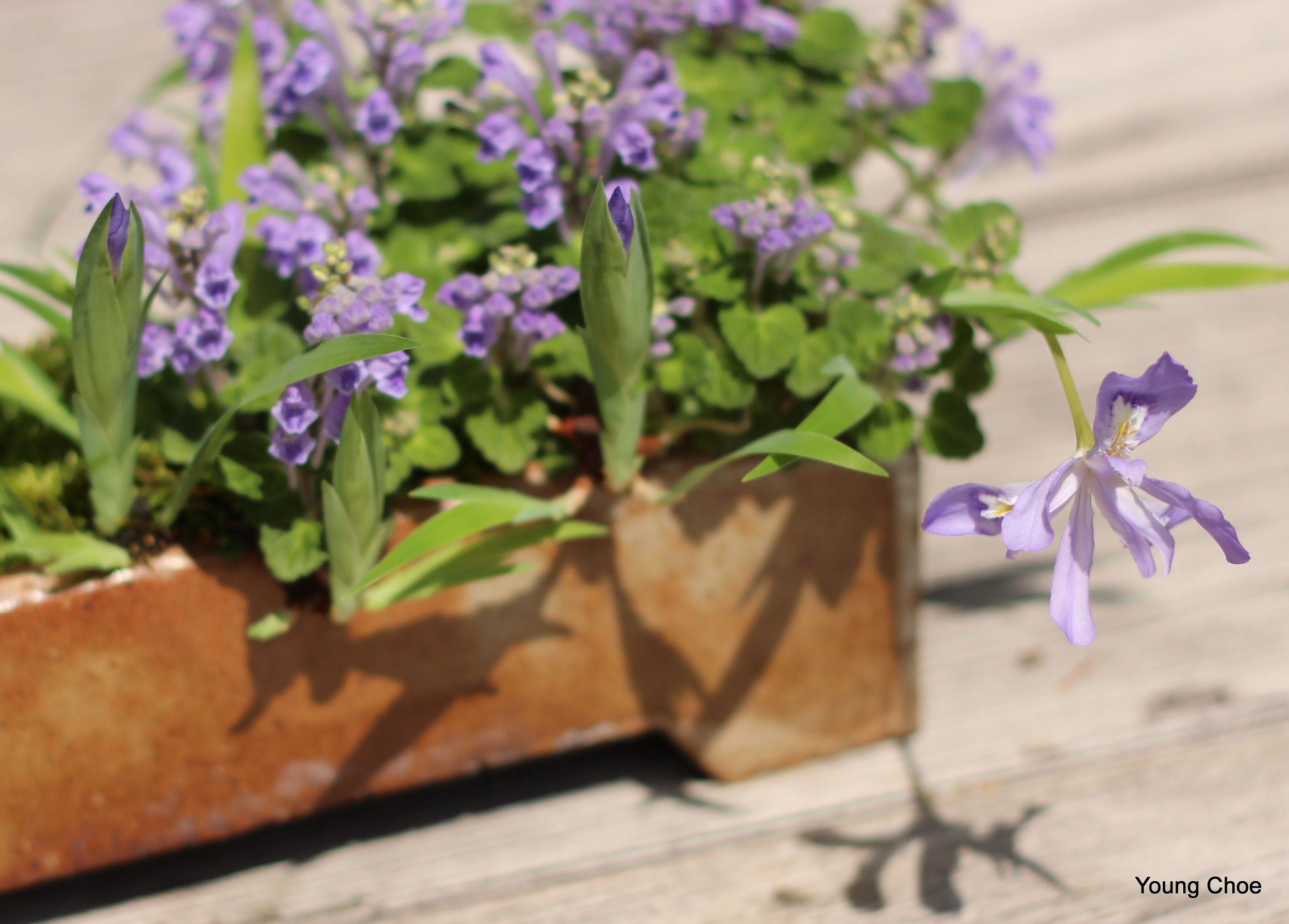  &nbsp;Iris cristata(dwarf crested iris), &nbsp;Scutellaria species (skullcap) 