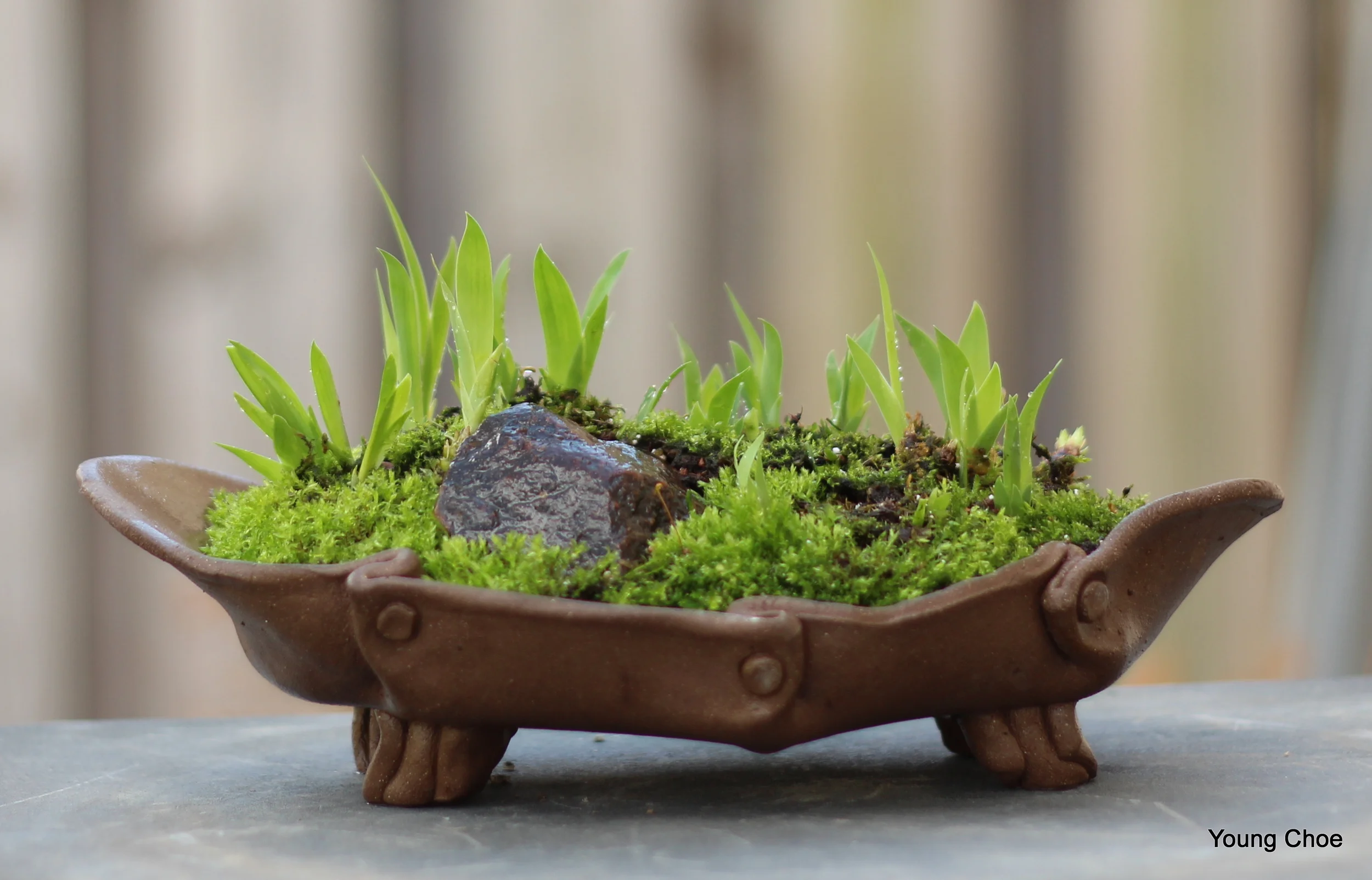  Iris cristata &nbsp;(dwarf crested iris) 