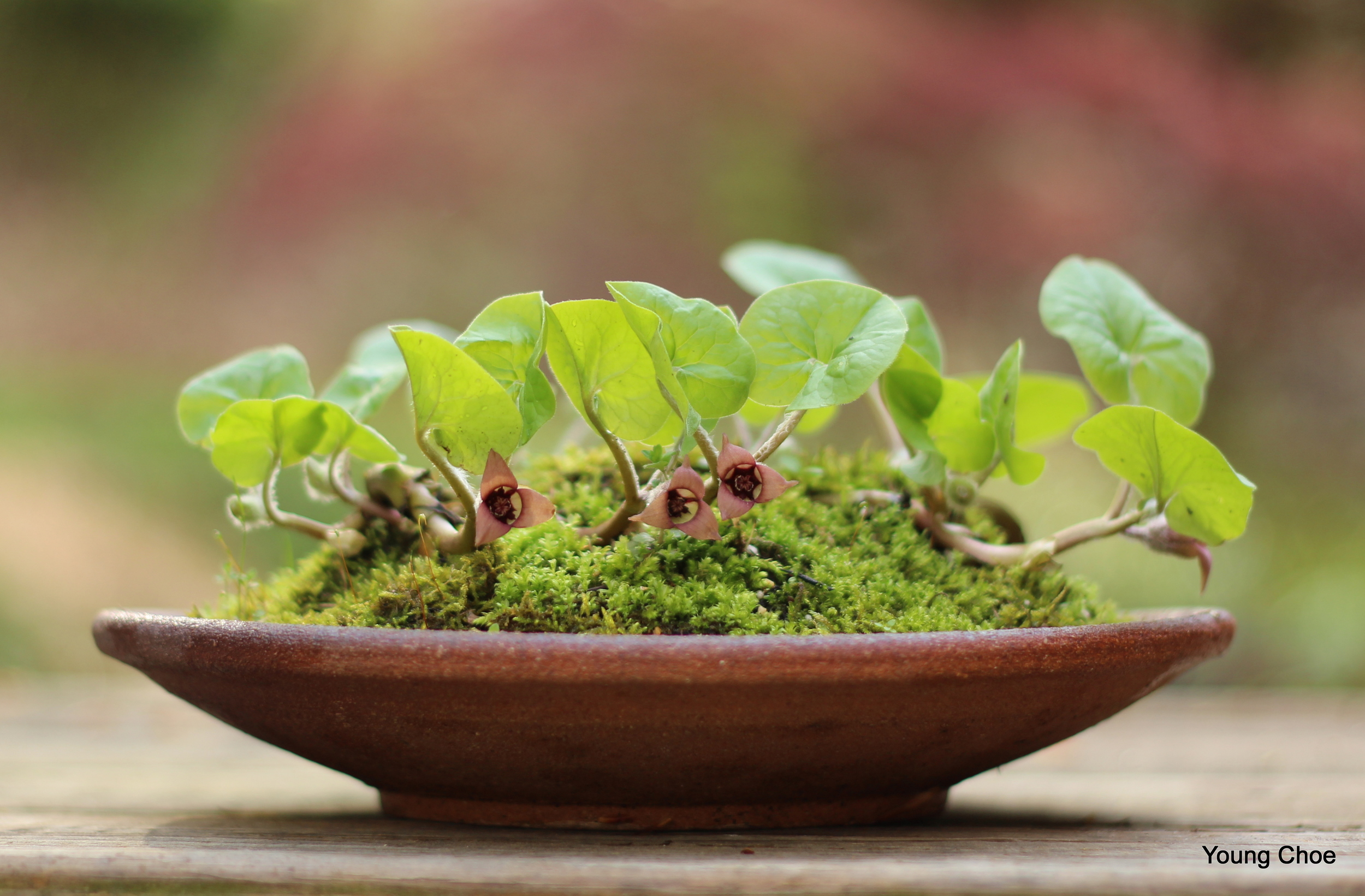   Asarum caudatum&nbsp;( Wild Ginger) 