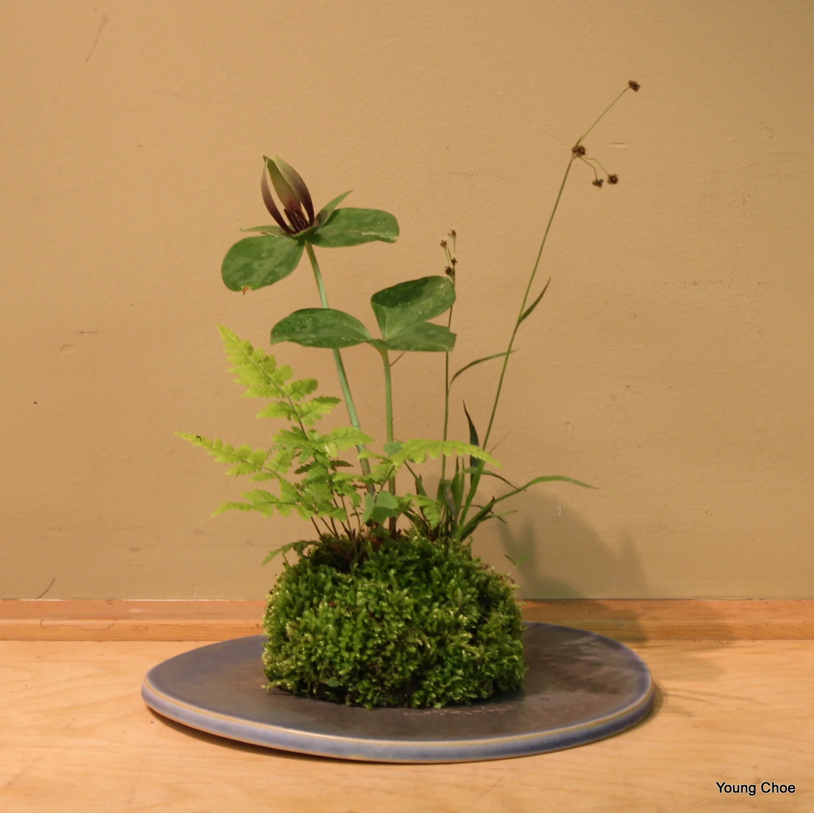   Trillium, Luzula and fern  