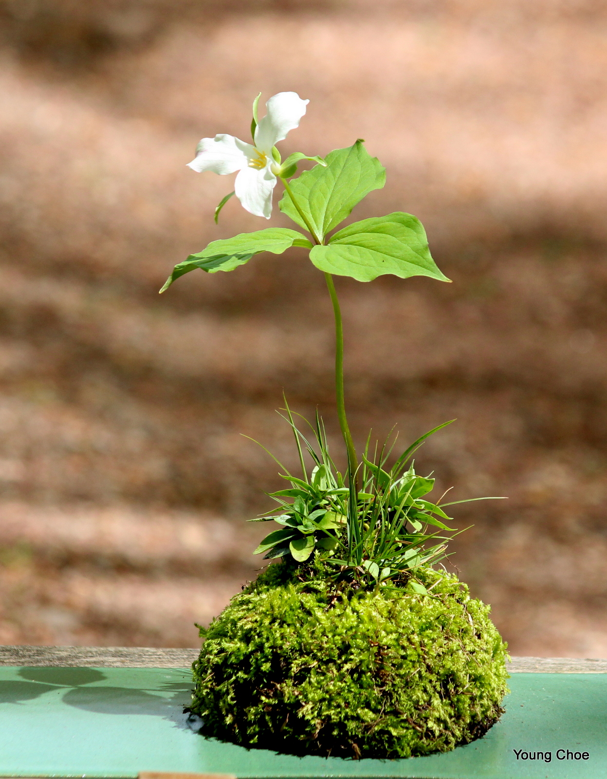  Trillium grandiflorum (white Trillium),&nbsp;Carex pennsylvanica,&nbsp;Gentiana clausa ( closed bottle gentian)  