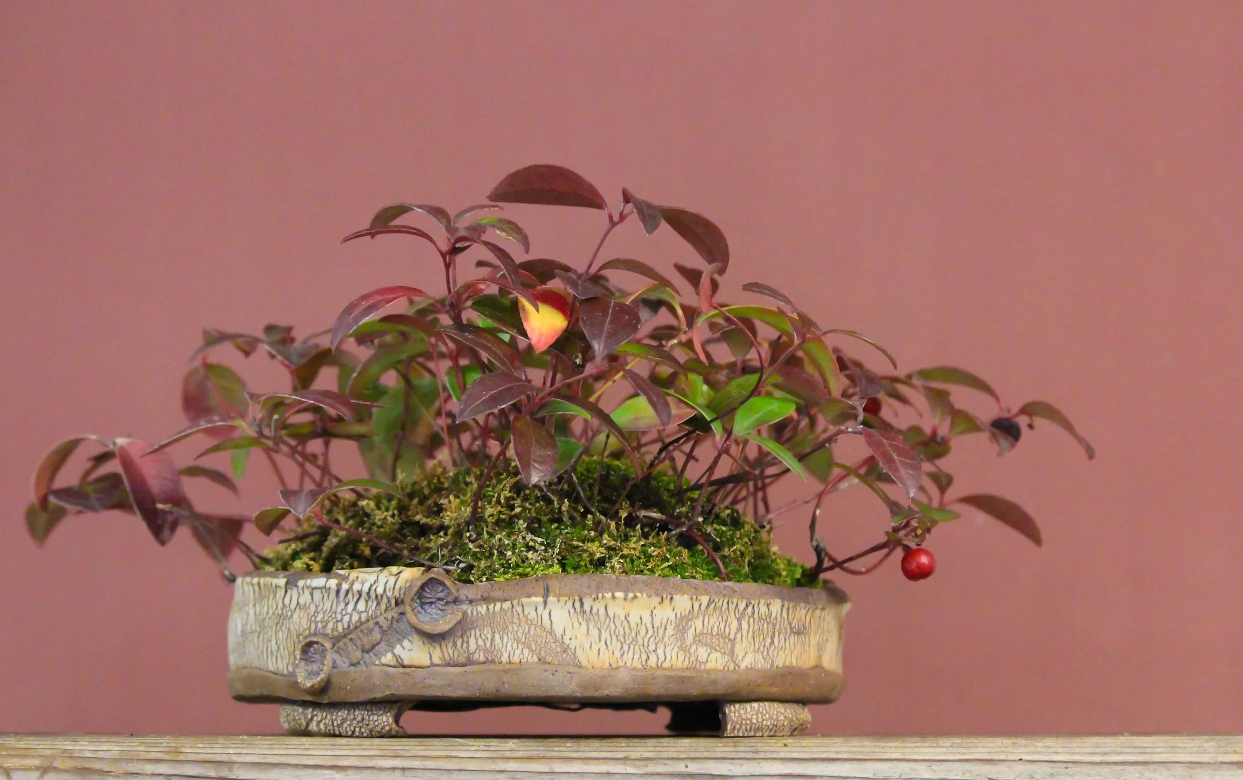 Gaultheria procumbens (eastern teaberry, American wintergreen)