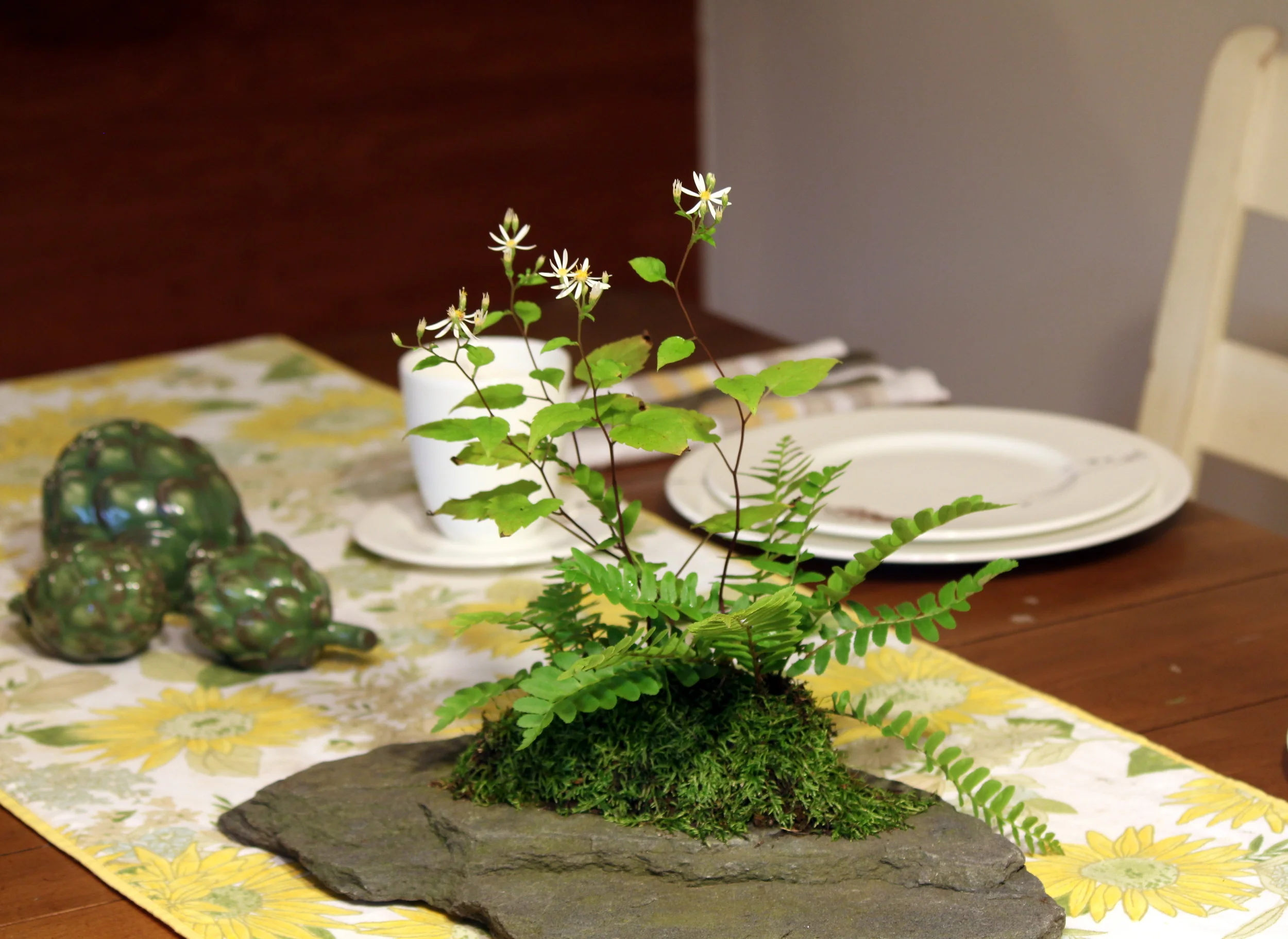  Eurybia divaricata (white wood aster), Polystichum acrostichoides (Christmas fern), Saxifraga virginiensis (early saxifrage) 