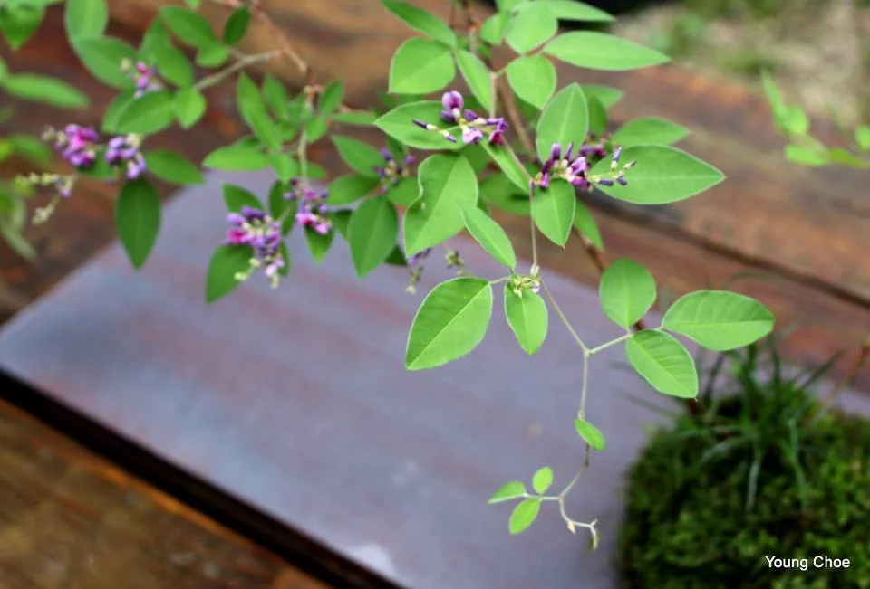 Lespedeza thunbergii (bush clover)