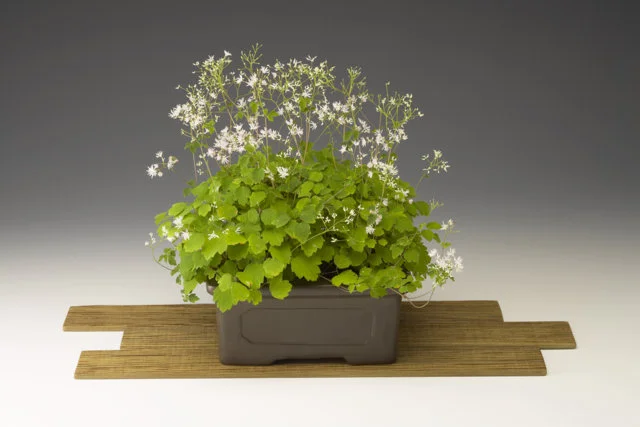 Thalictrum kiusianum (dwarf meadow rue)