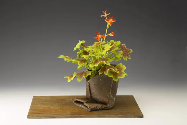 Pelargonium ‘Vancouver Centennial’ (geranium)
