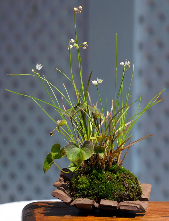 Allium beesianum (blue allium), Viola labradorica (purple leaf violet), Carex berggrenii (dwarf bronze hair grasses)