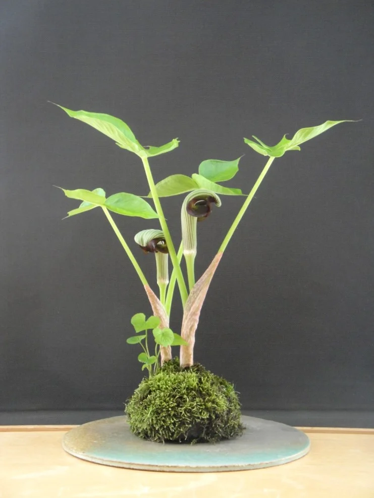 Arisaema ringens (cobra-lily)