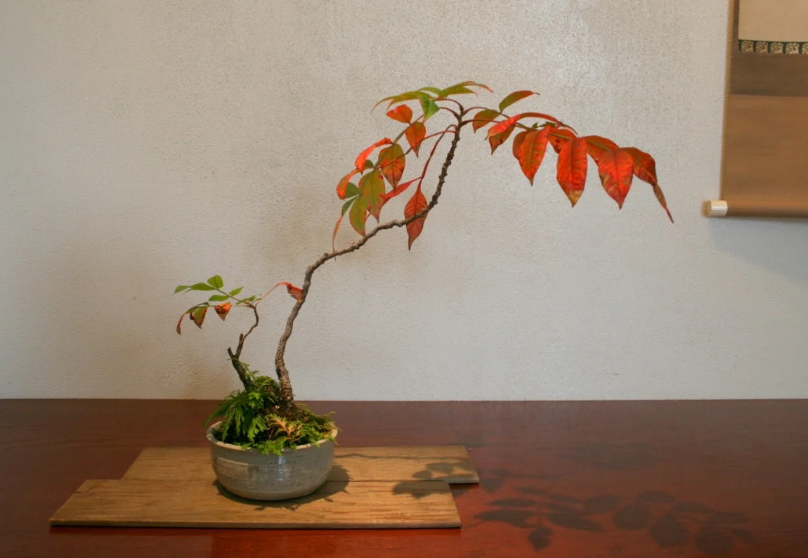 Rhus copallinum (shining sumac)