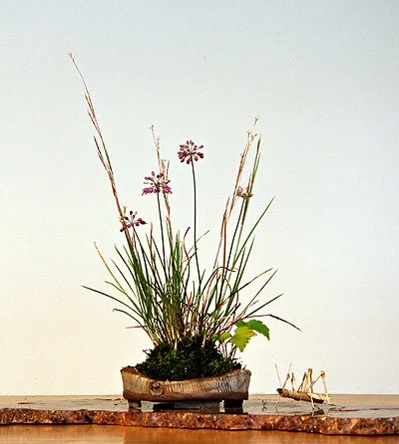 Bluestem (Schizachyrium sp.) Flowering onion (Allium thunbergii ‘Ozawa’) Japanese windflower (Anemone hupehensis)