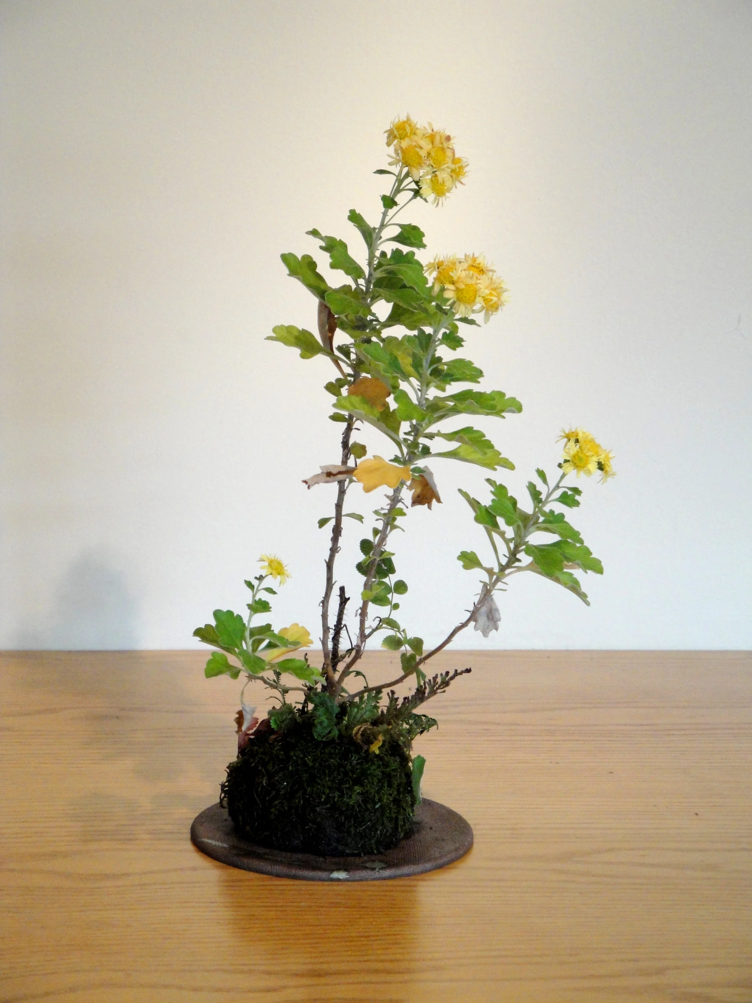  Chrysanthemum pacificum, Rosa carolina (Carolina rose), Campanula punctata (spotted bellflower), Selaginella rupestris (spikemoss) 