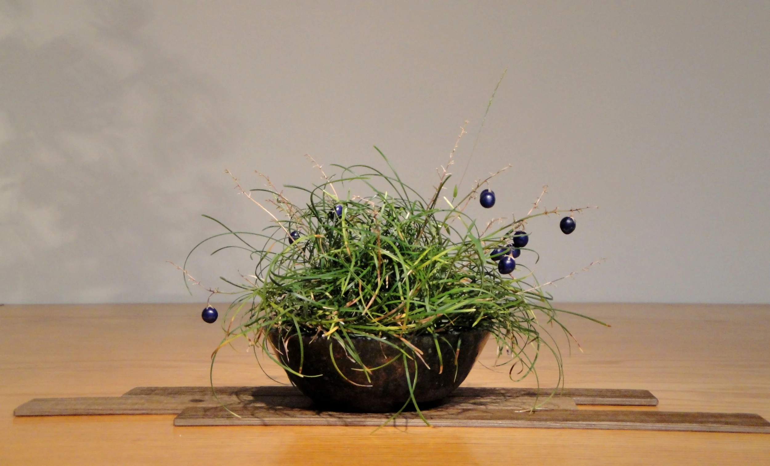  Ophiopogon chingii 'Crispum' 