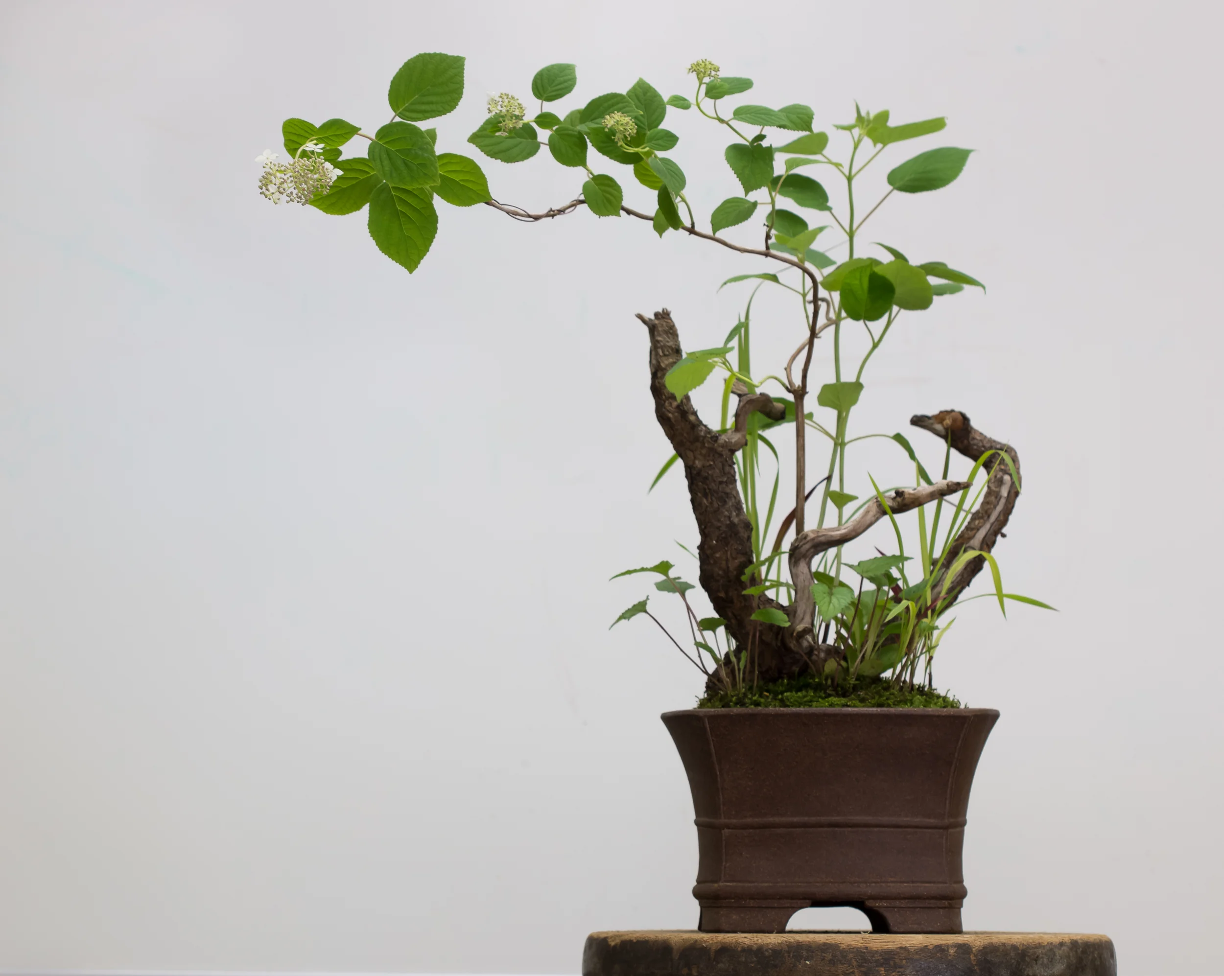 Potter: Michael Hagedorn (Oregon), 1st Prize Winner 2001-Traditional Category Hydrangea arborescens , Imperata cylindrica , Penstemon smallii , and Campanula sp